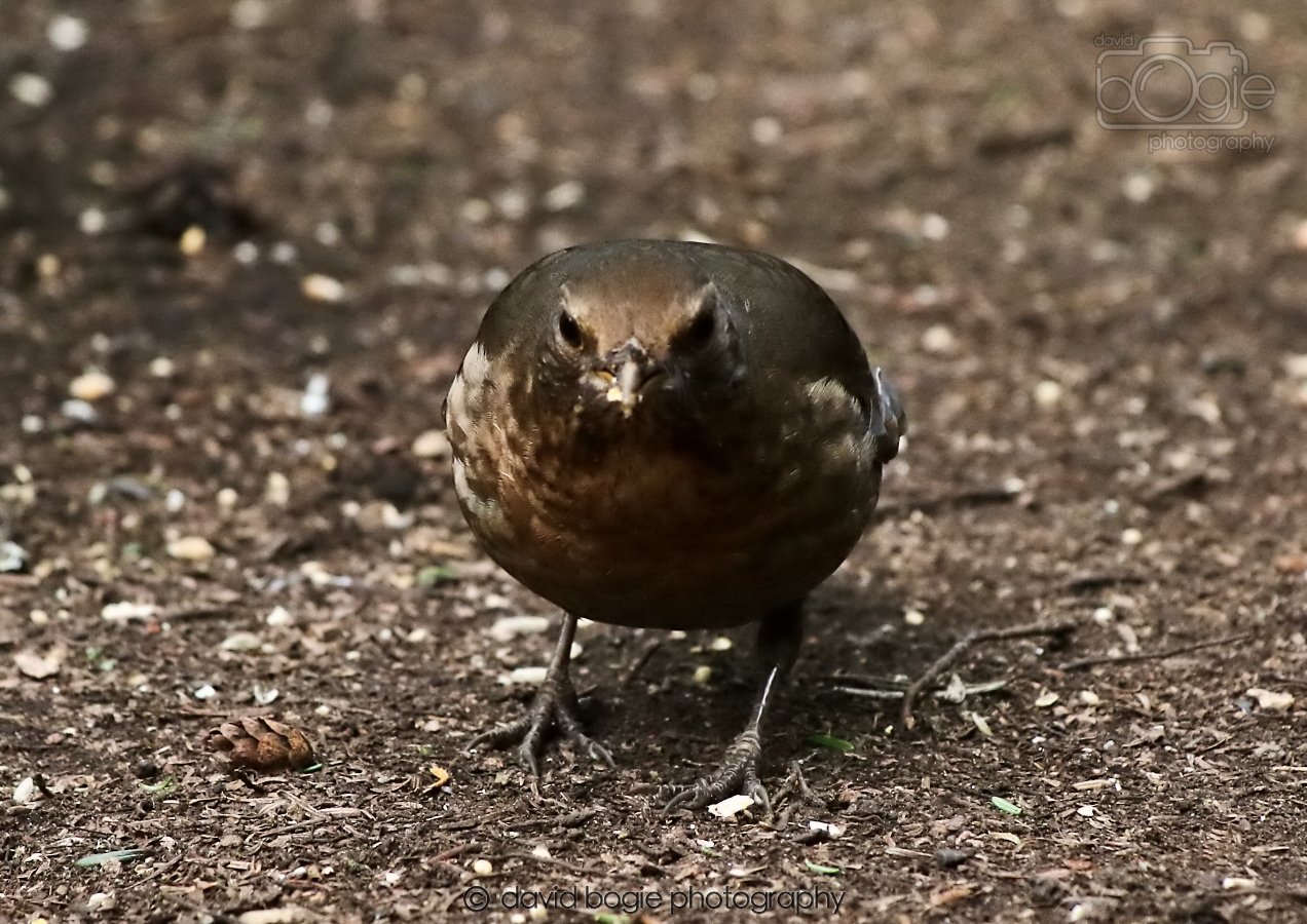 20260309 120908 Dunnikier 0659.jpg