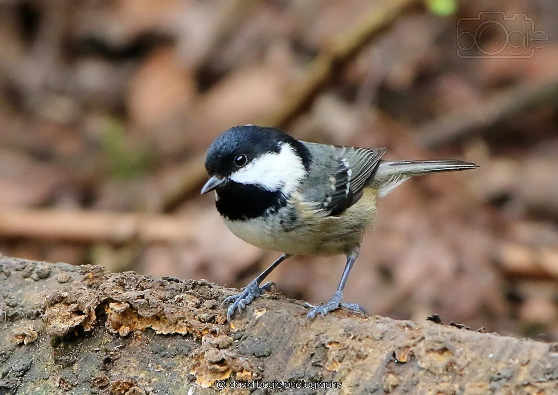 20260326 113834 Silverburn 0247.jpg