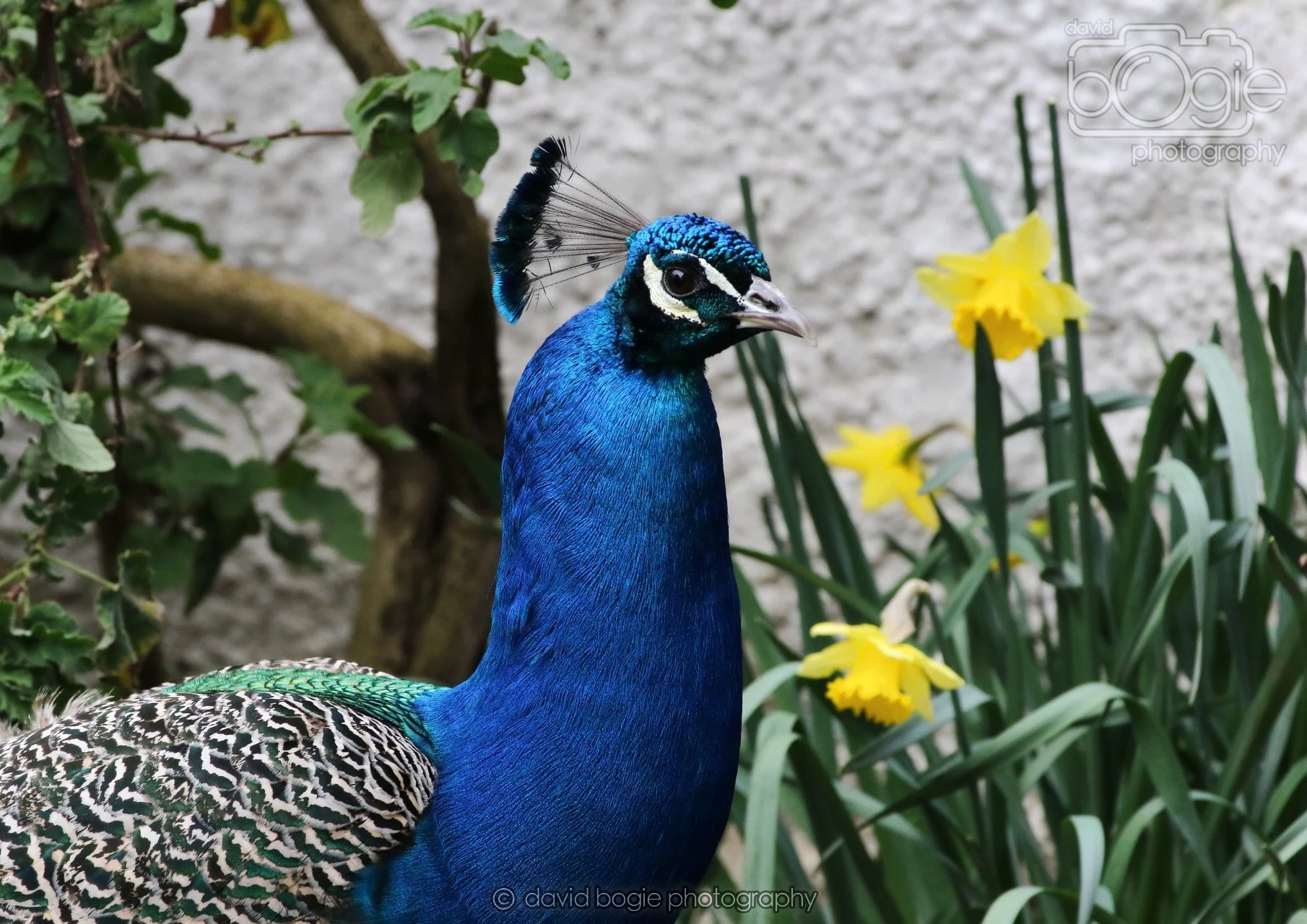 20260324 123128 Pittencrieff Park 0216.jpg