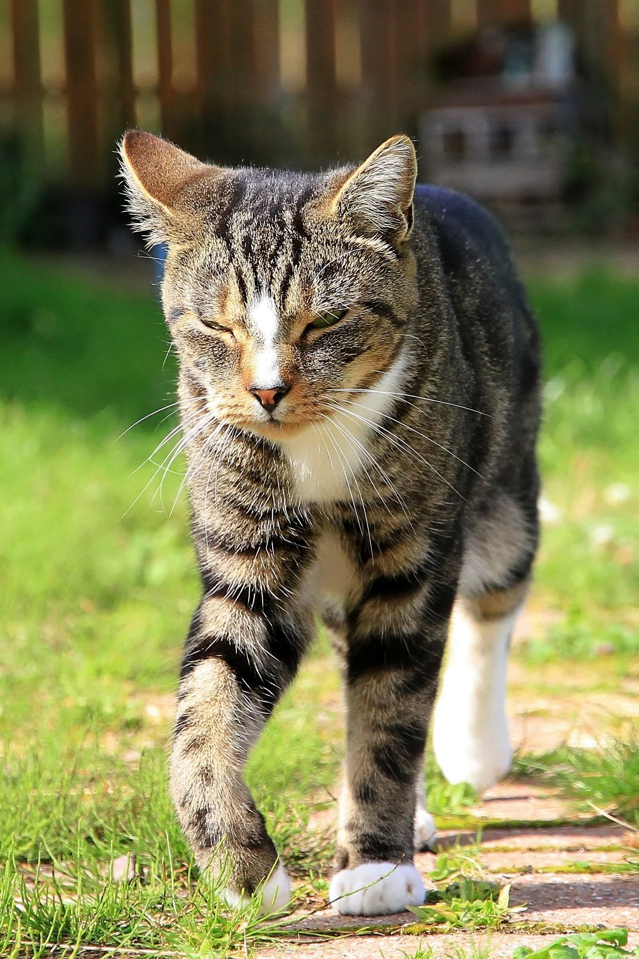 CATS 0443.jpg
