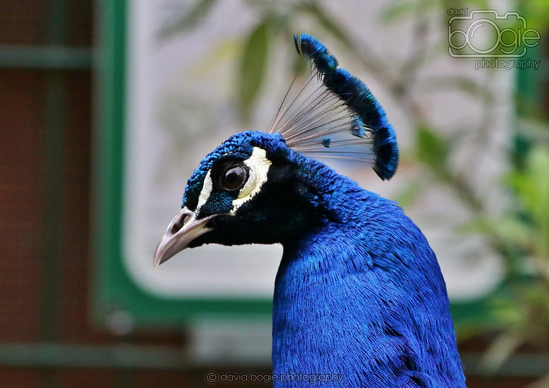 20260324 122511 Pittencrieff Park 0139.jpg