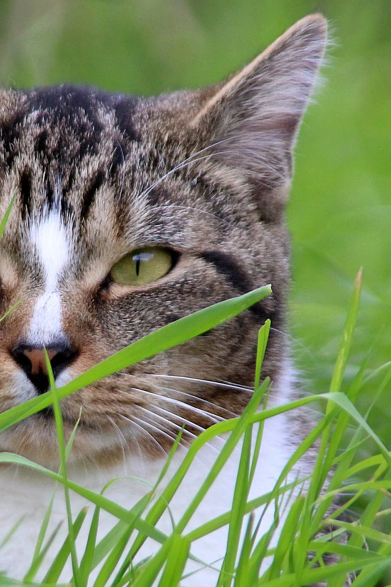 CATS 0247.jpg