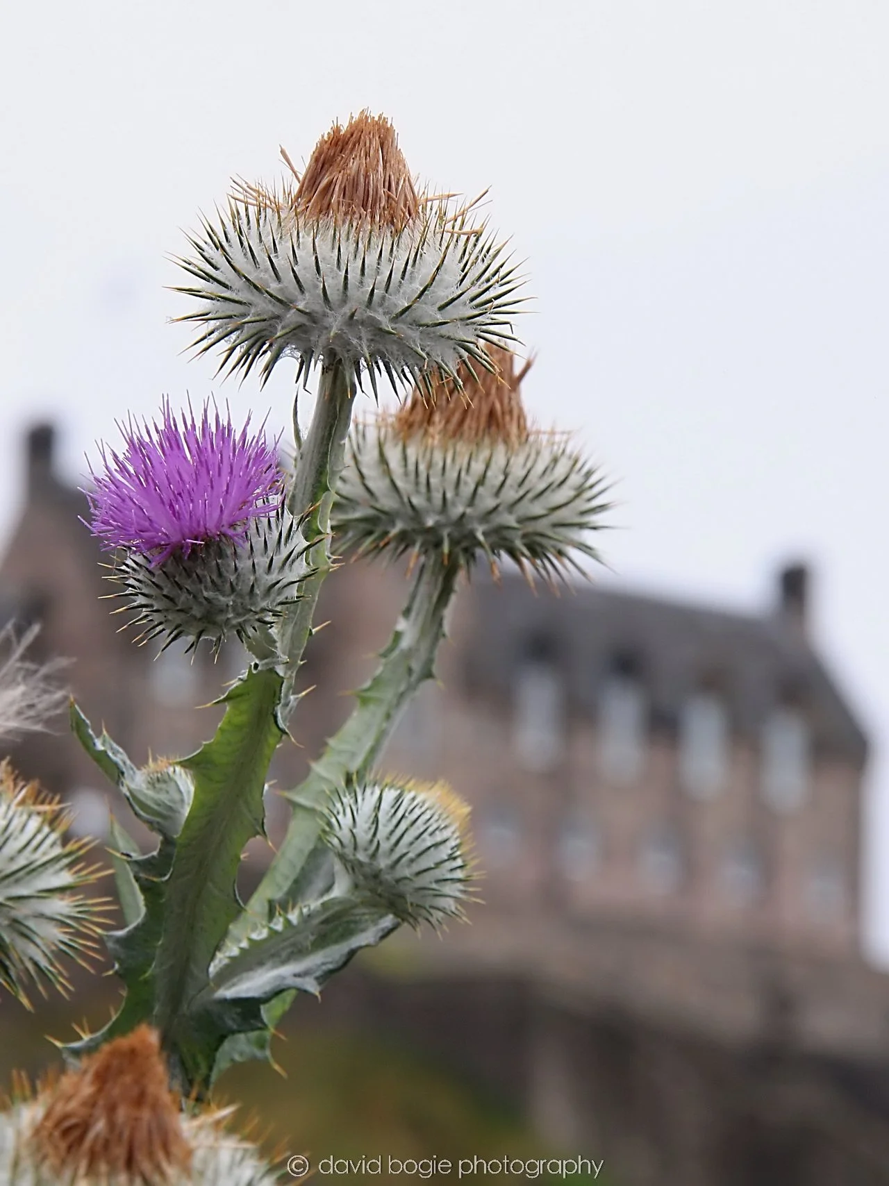 YEAR20240808 151913 Edinburgh 0220.jpg