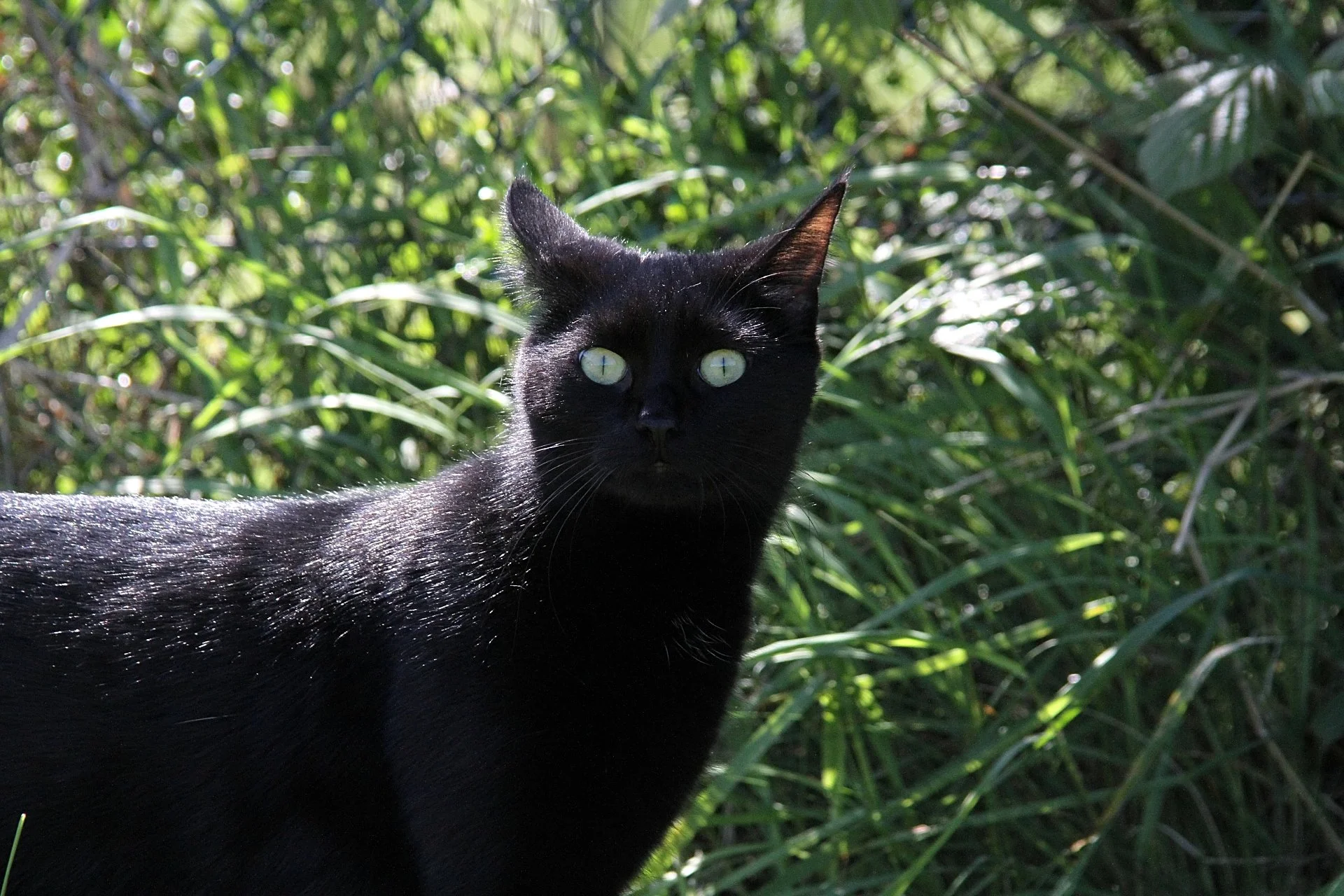 CATS 0413.jpg