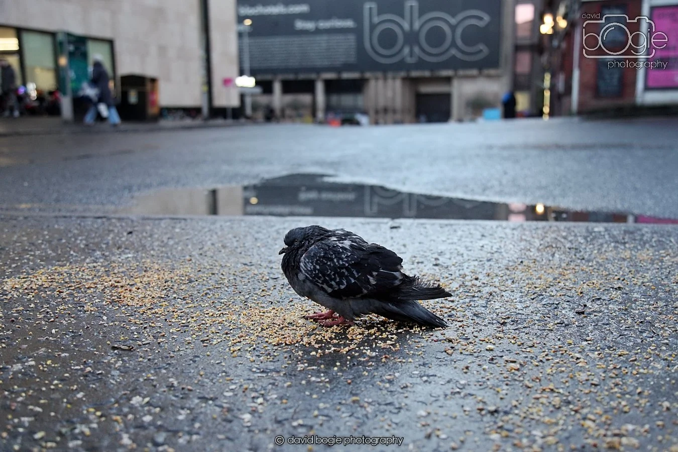 20260115 161158 Glasgow 0213.JPG