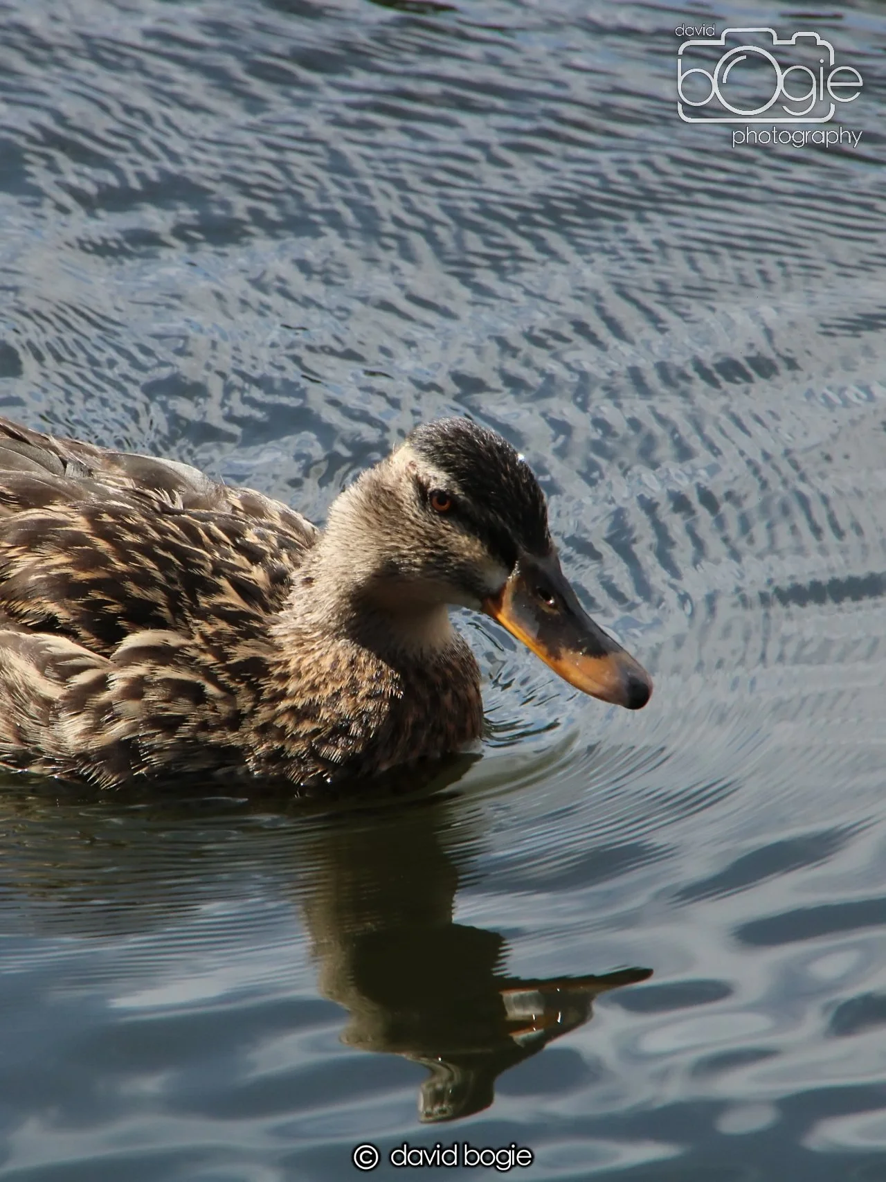 20240423 114329 Beveridge 0040.JPG