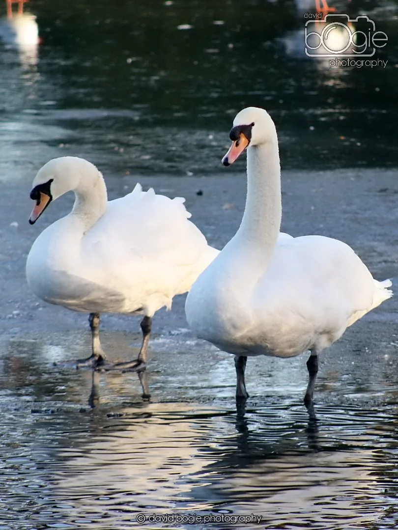 20260103 112802 Beveridge Park 0072.JPG