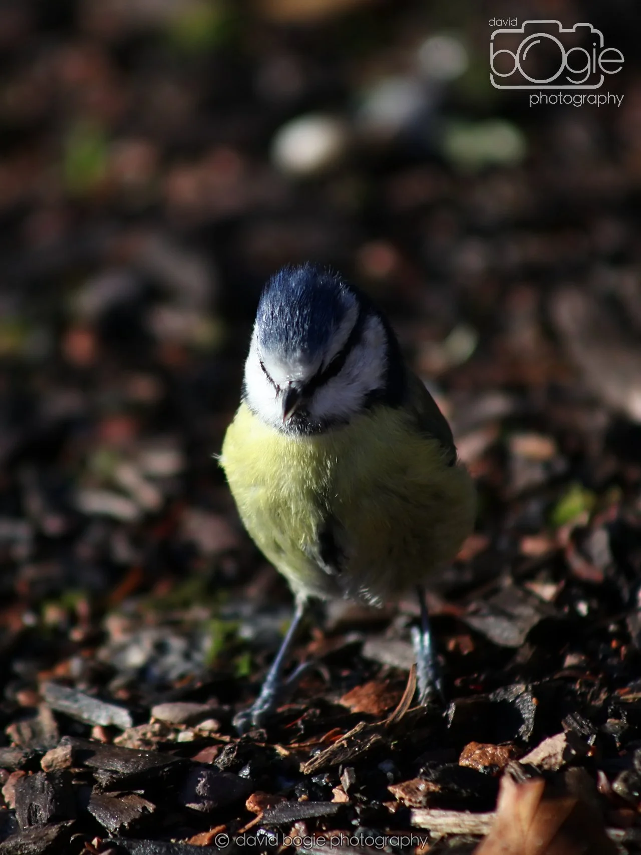 20251125 133027 Silverburn 0051.JPG