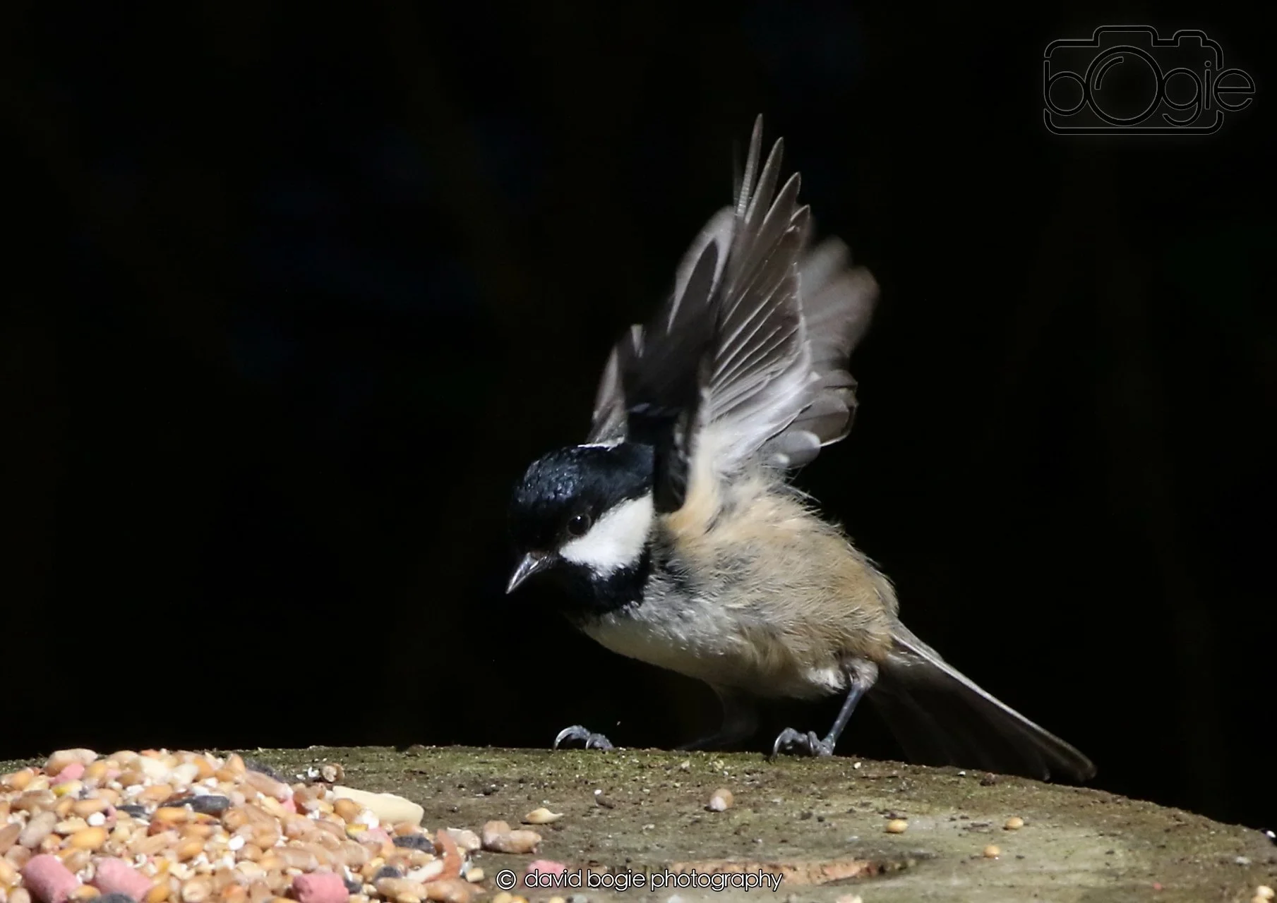 20260403 121258 Dunnikier 0032.jpg