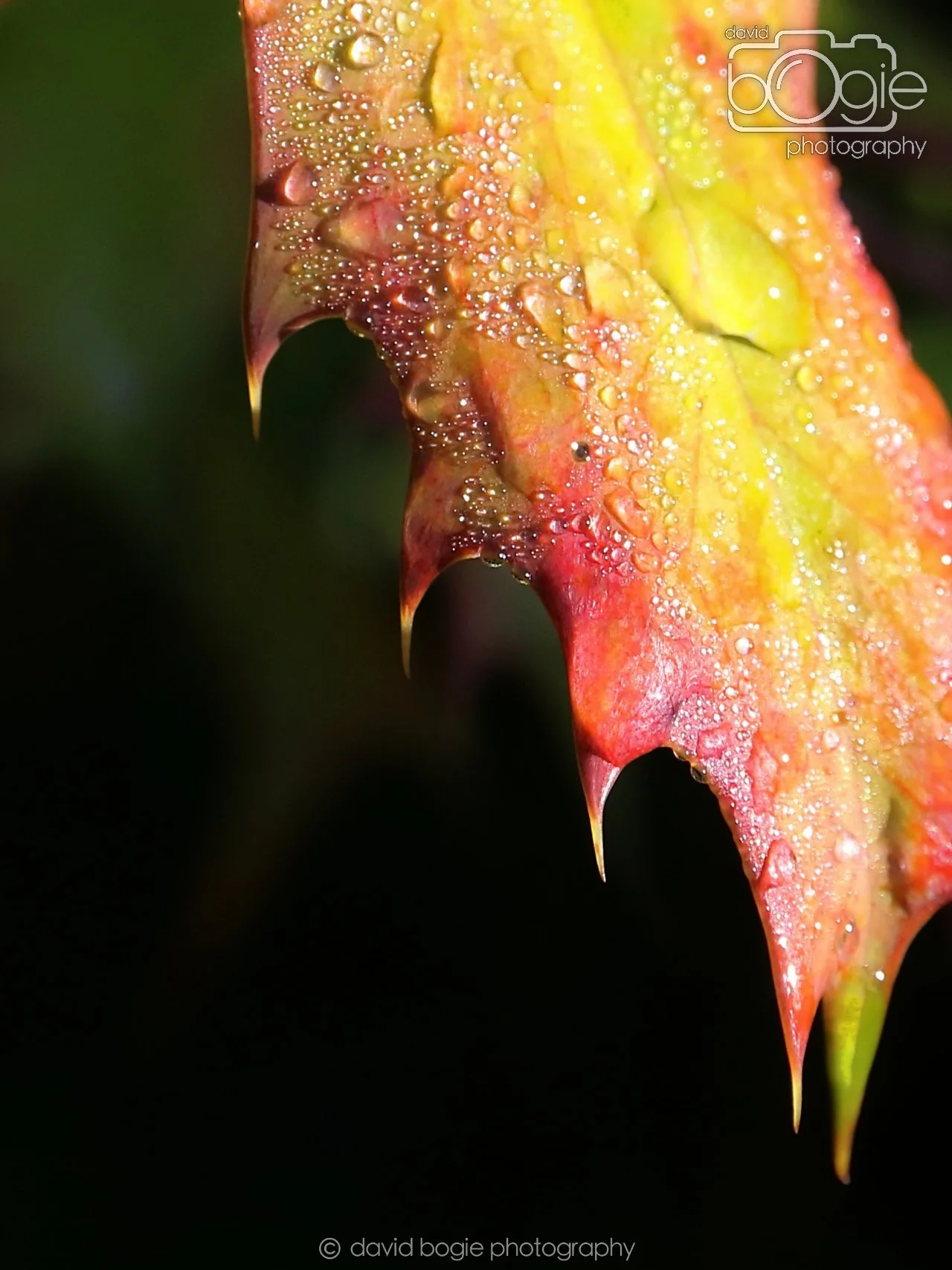 20251125 132033 Silverburn 0582.JPG