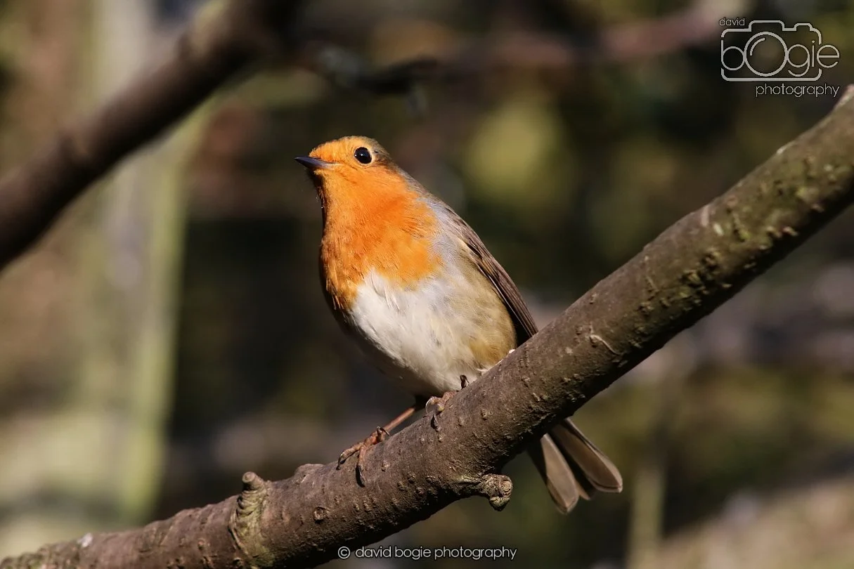 20251231 135342 Silverburn 0347.JPG