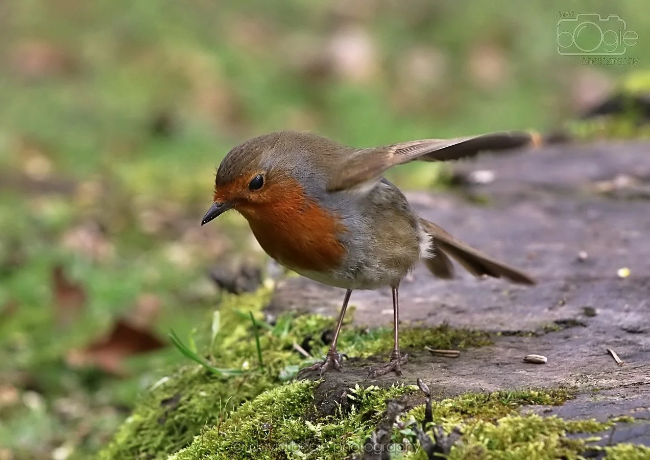 20260314 140633 Silverburn 0088.jpg