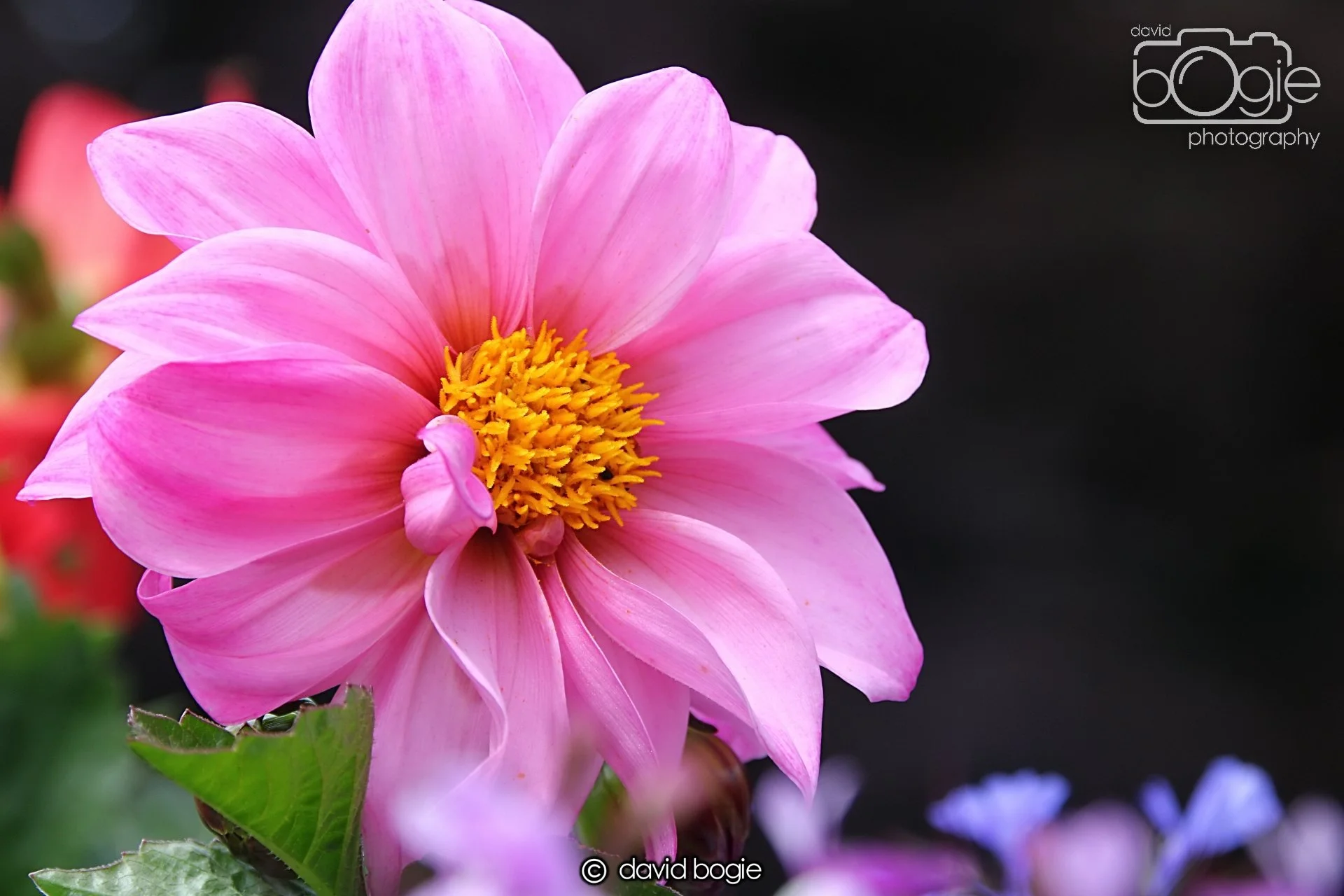 20240722 131940 Beveridge 0077.JPG