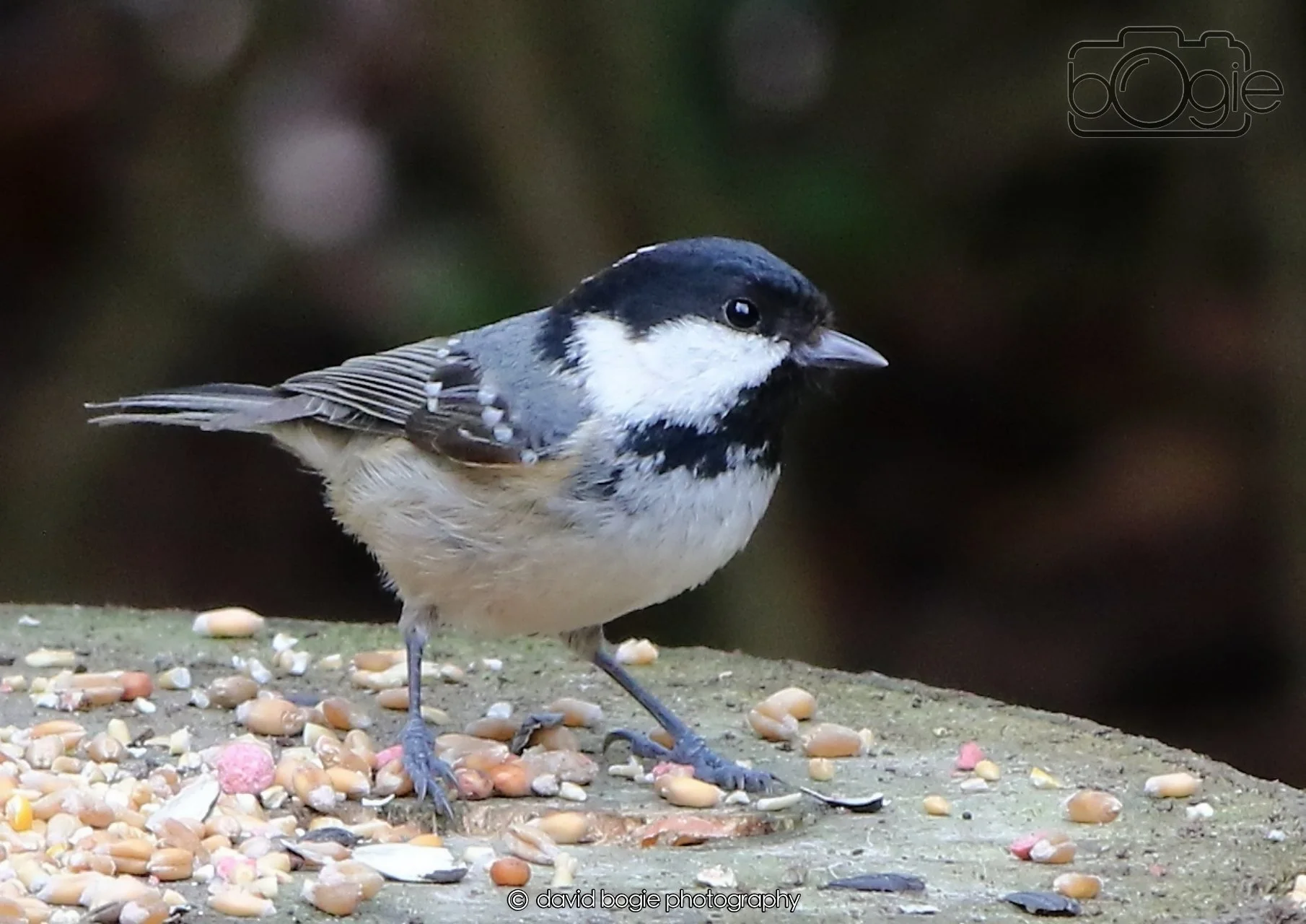 20260403 124609 Dunnikier 0215.jpg