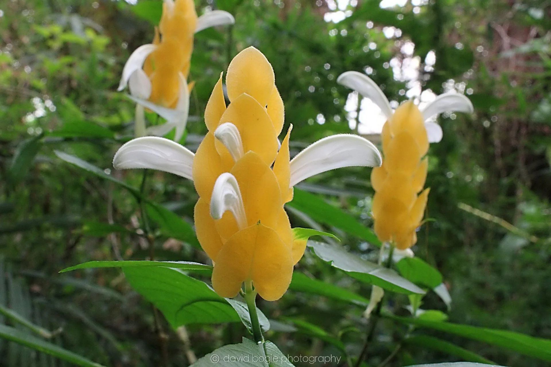 20191019 130824 Butterfly World 0038.jpg