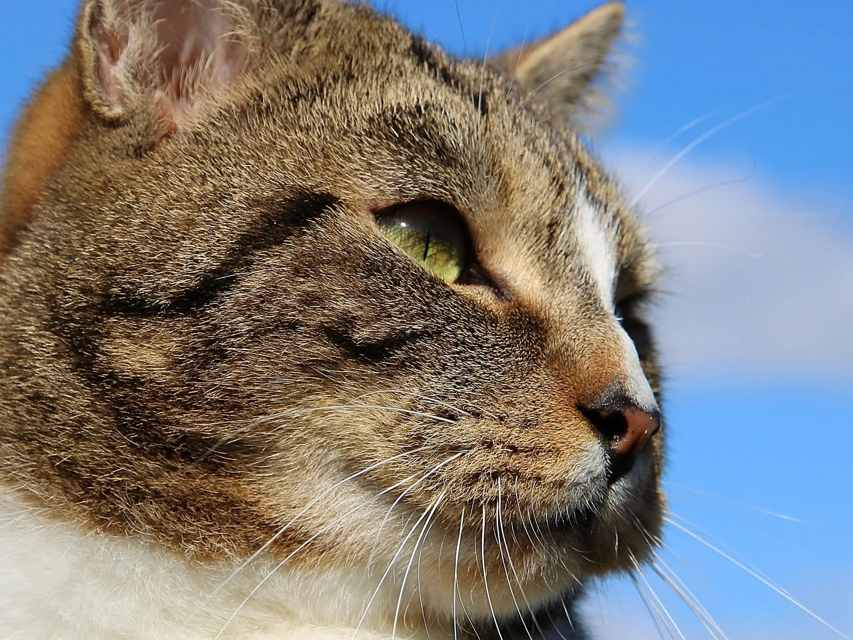 CATS 0327.jpg