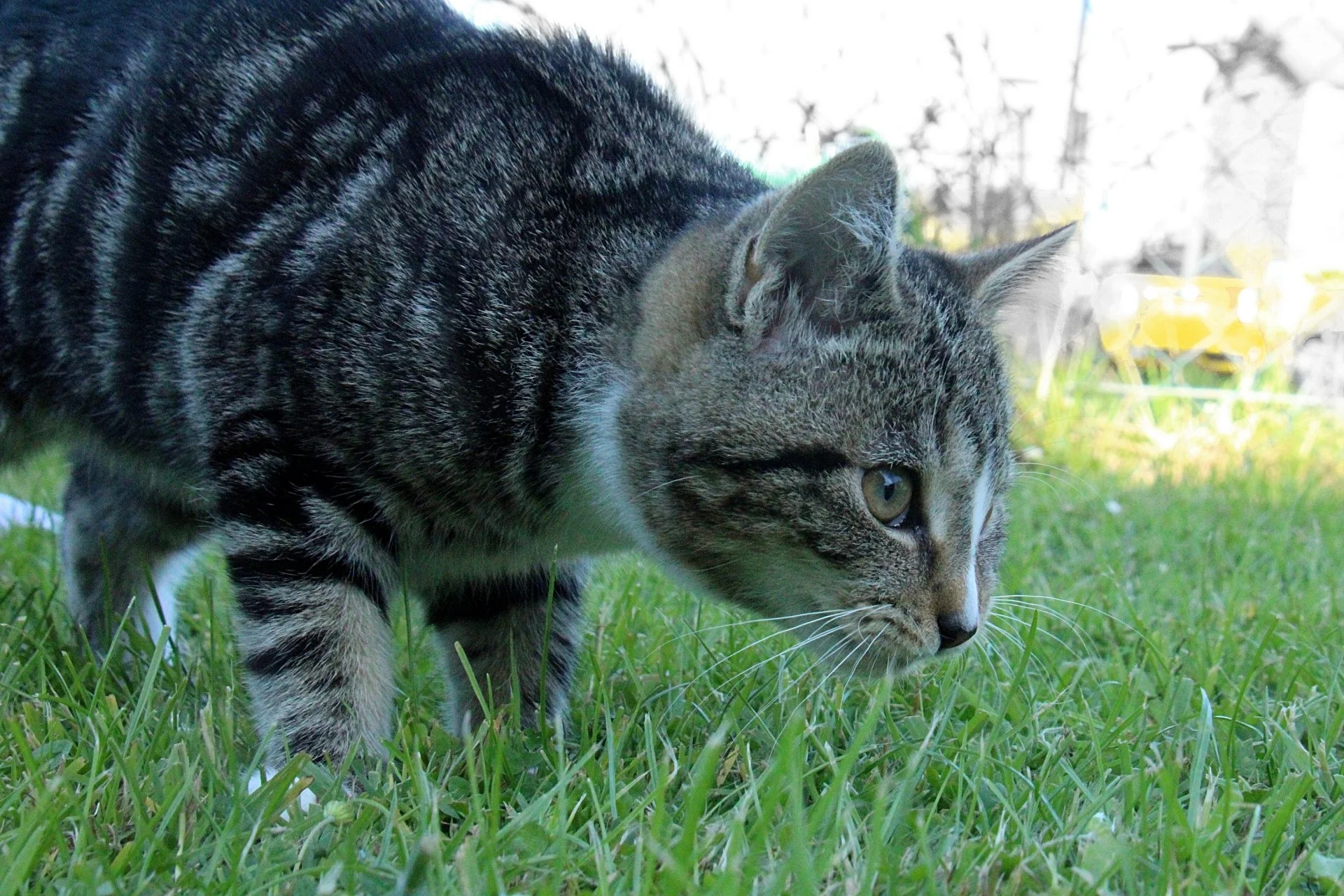 CATS 0077.jpg