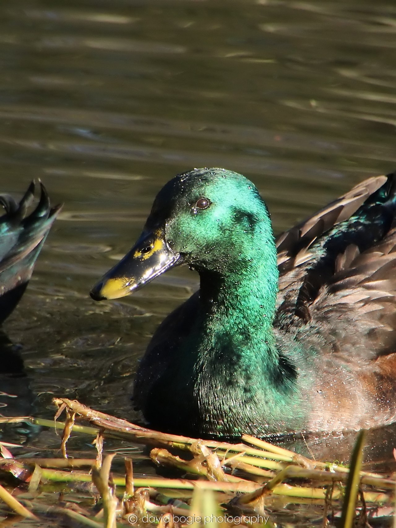 YEAR20240207 Lochore Meadows 0306.jpg