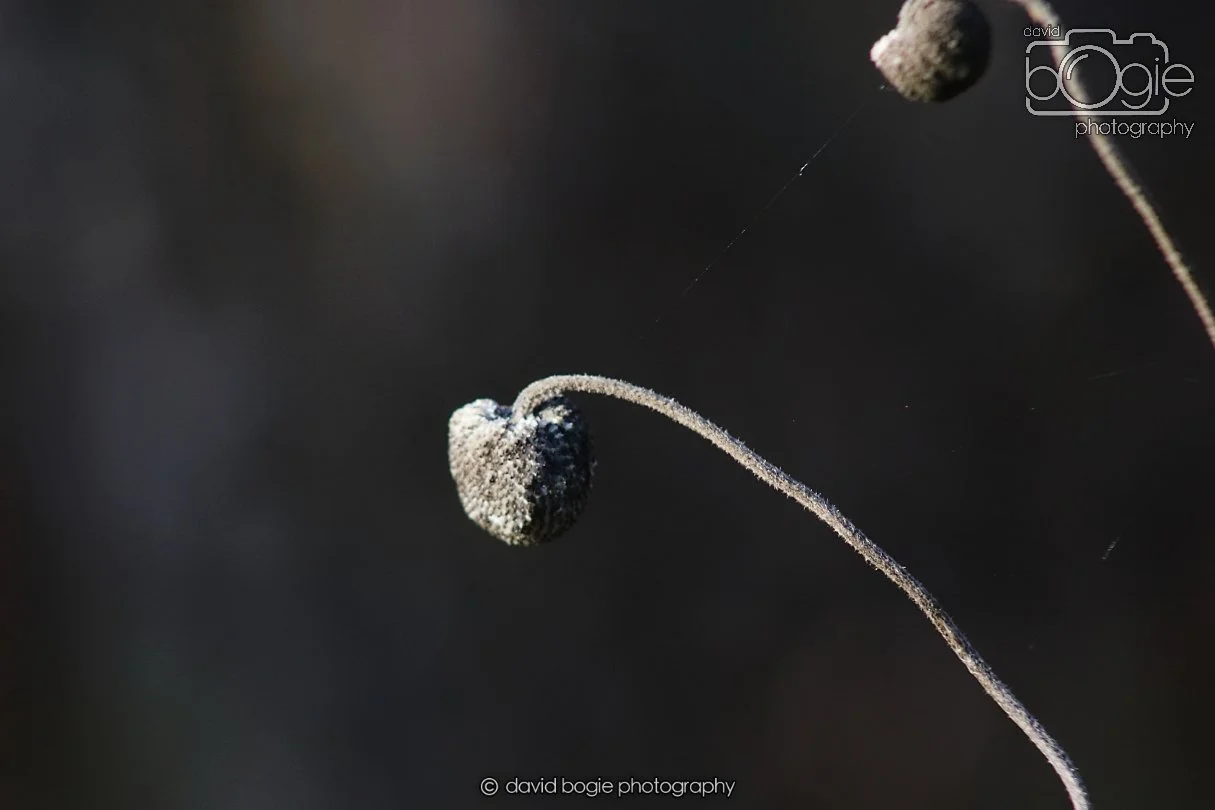 20251231 124908 Silverburn 0019.JPG