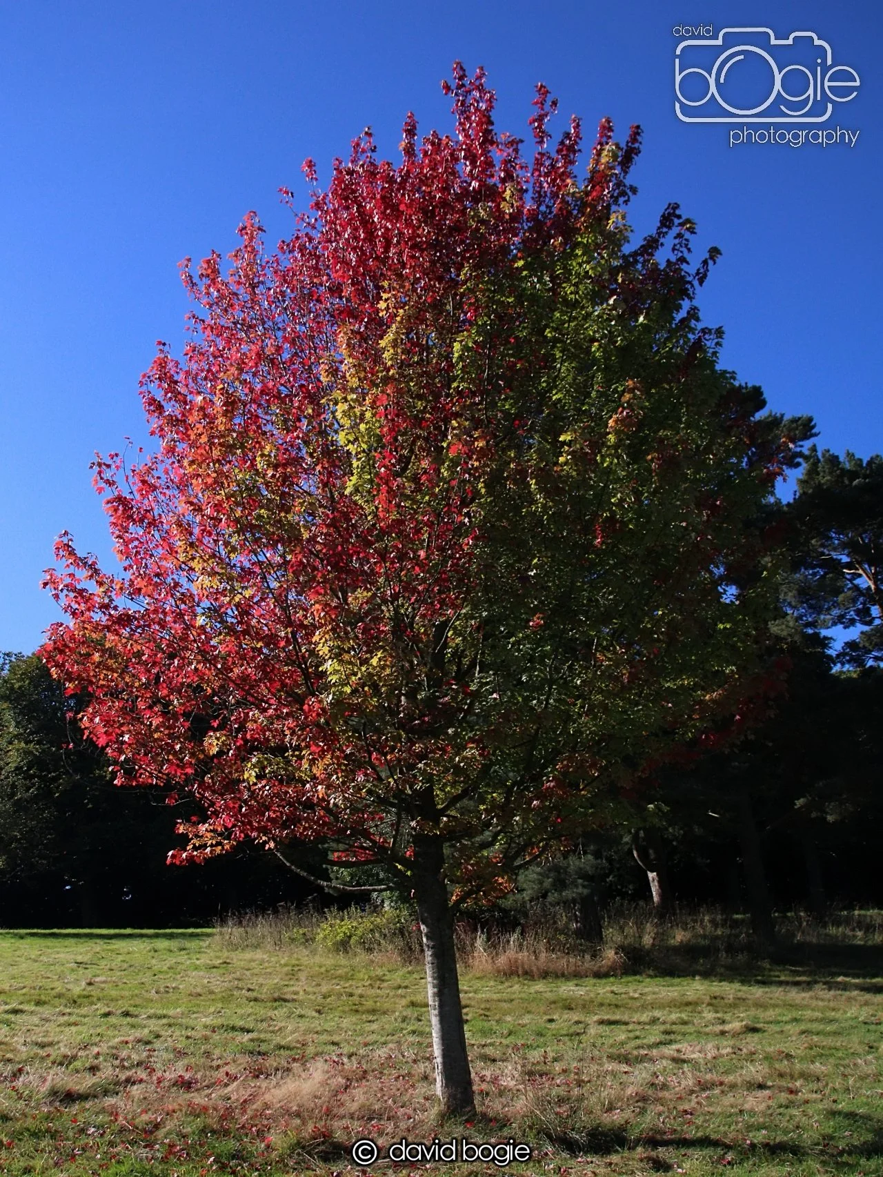 20240918 113127 Beveridge 0100.JPG