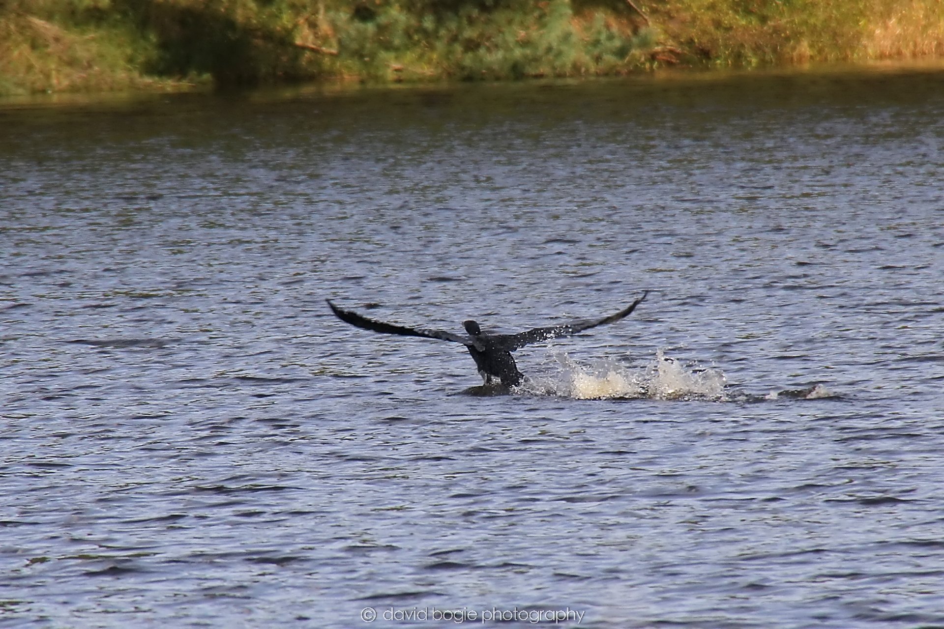 YEAR20231023 Lochore Meadows 121525 0311.jpg