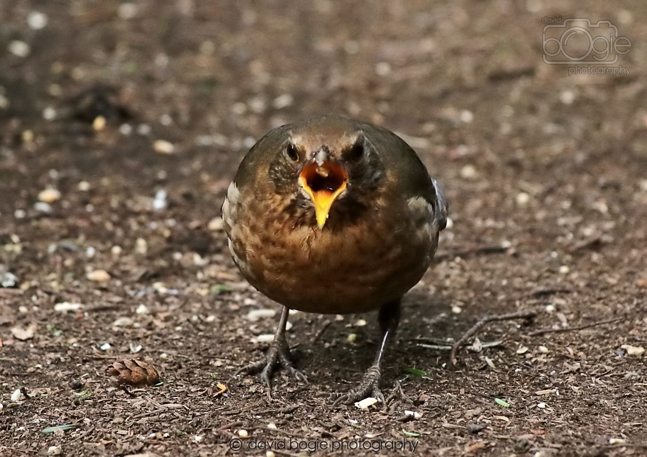 20260309 120908 Dunnikier 0660.jpg