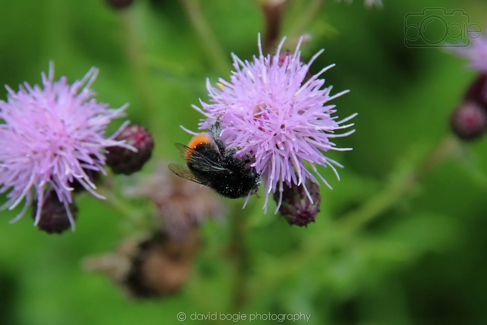 20230710 Lochore Meadows 115600 00012.jpg