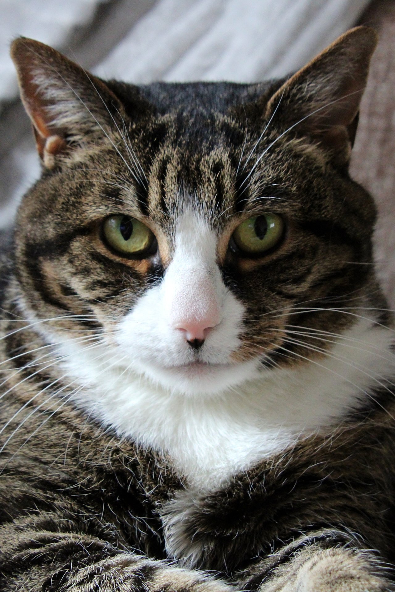 CATS 0051.jpg
