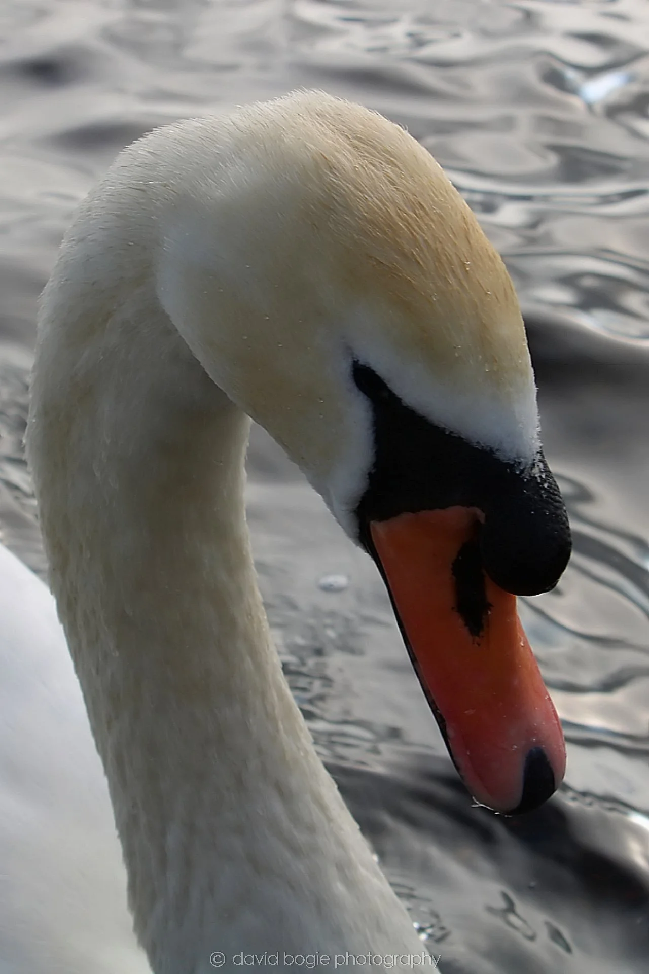 20190318 121719 Lochore 0008.jpg