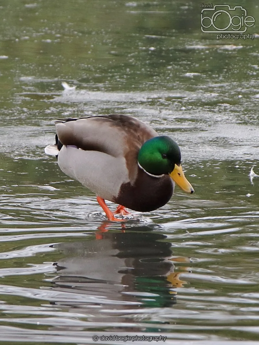 20260114 124658 Beveridge Park 0131.JPG