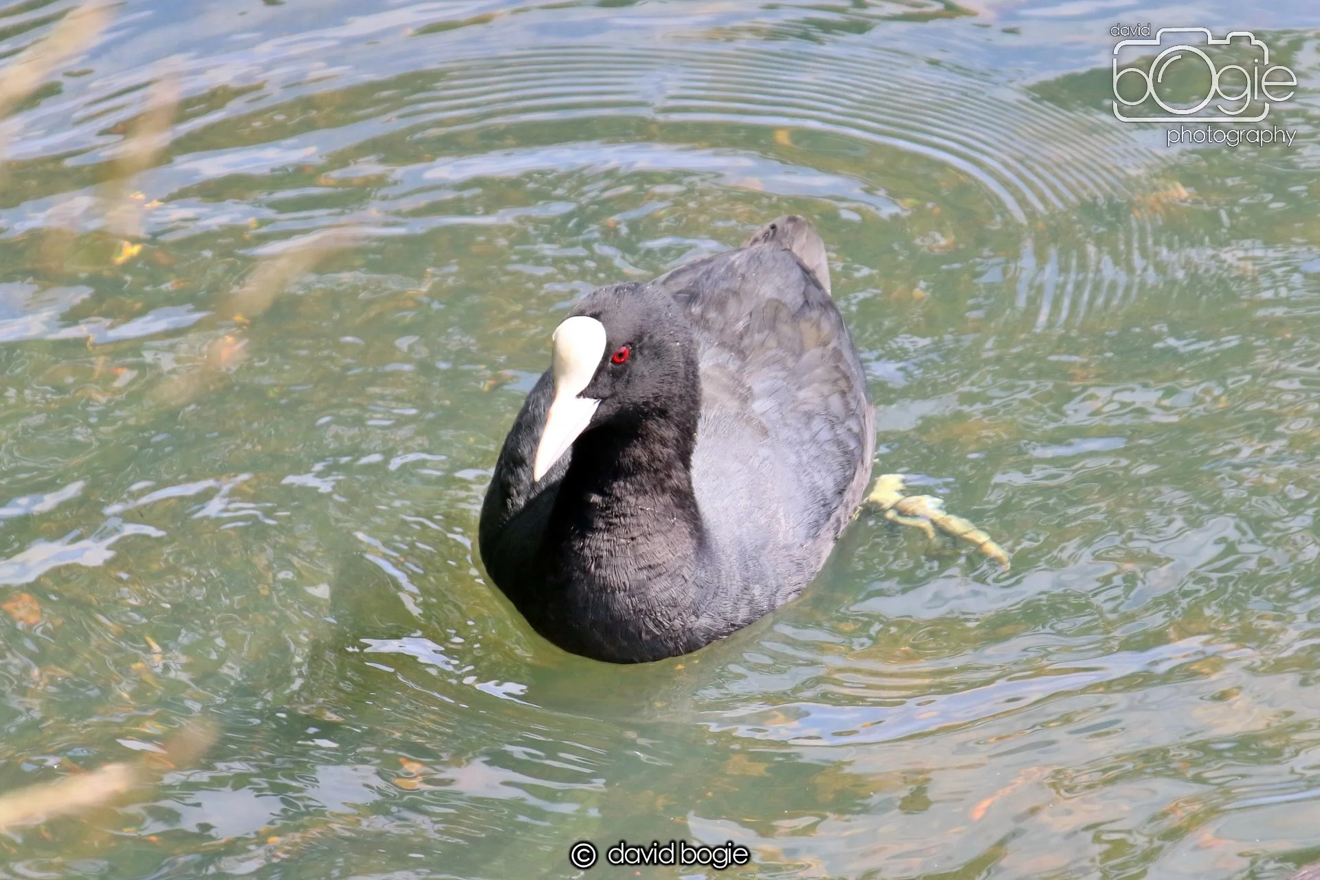 20250613 121242 Beveridge 0067.JPG