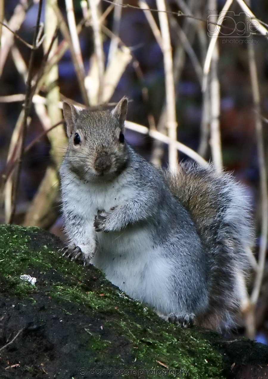 20260306 121252 Dunnikier 0550.jpg