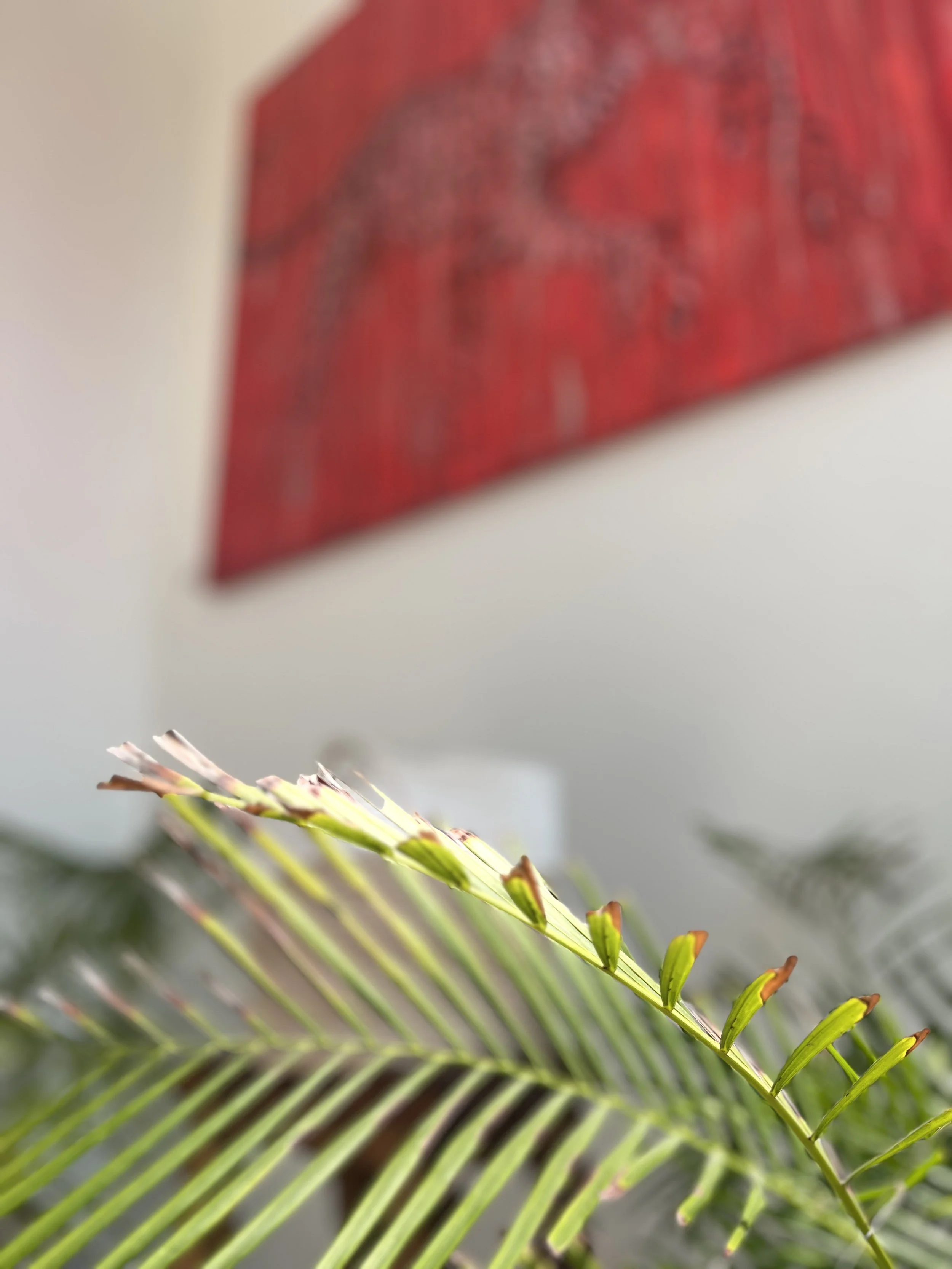 Close-up of a green fern leaf with a red and black painting on the wall in the background.