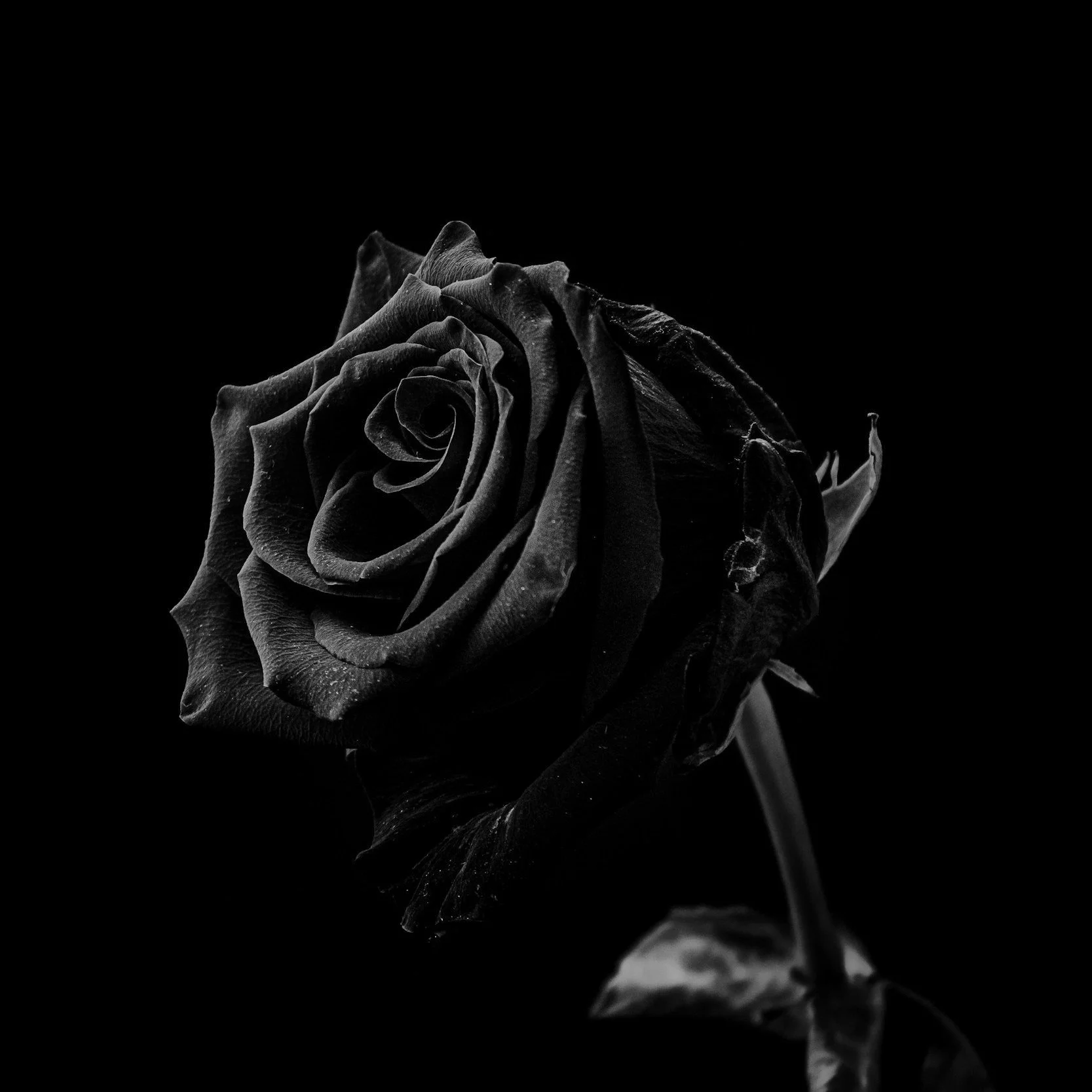 Black and white photo of a single rose with detailed petals, on a dark background.
