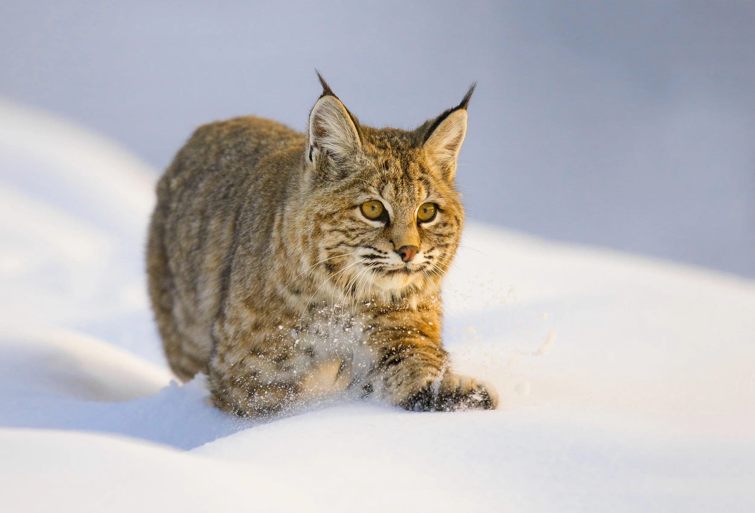 bobcat-snow-22.jpg