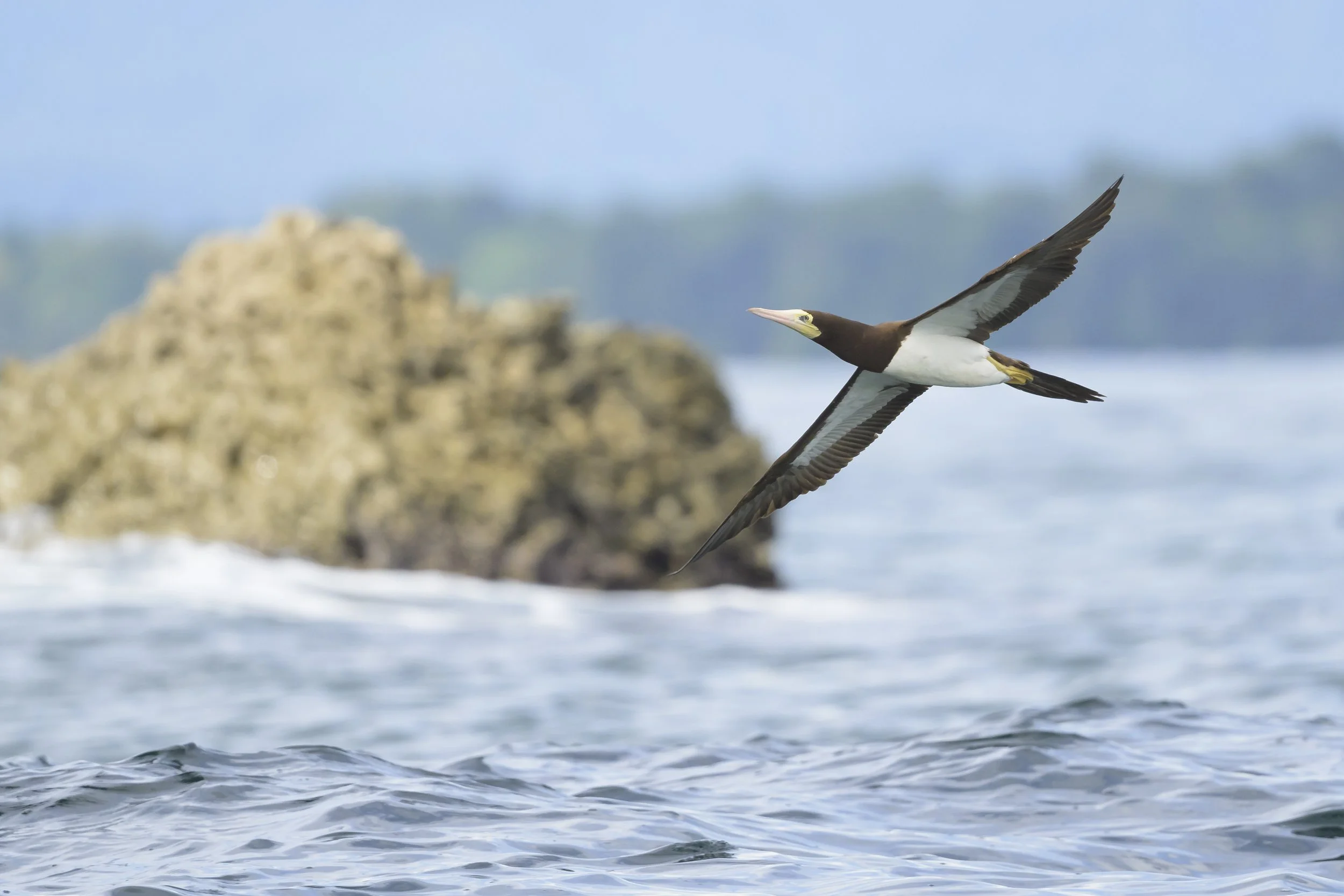 Brown booby Caribbean-9142.jpg