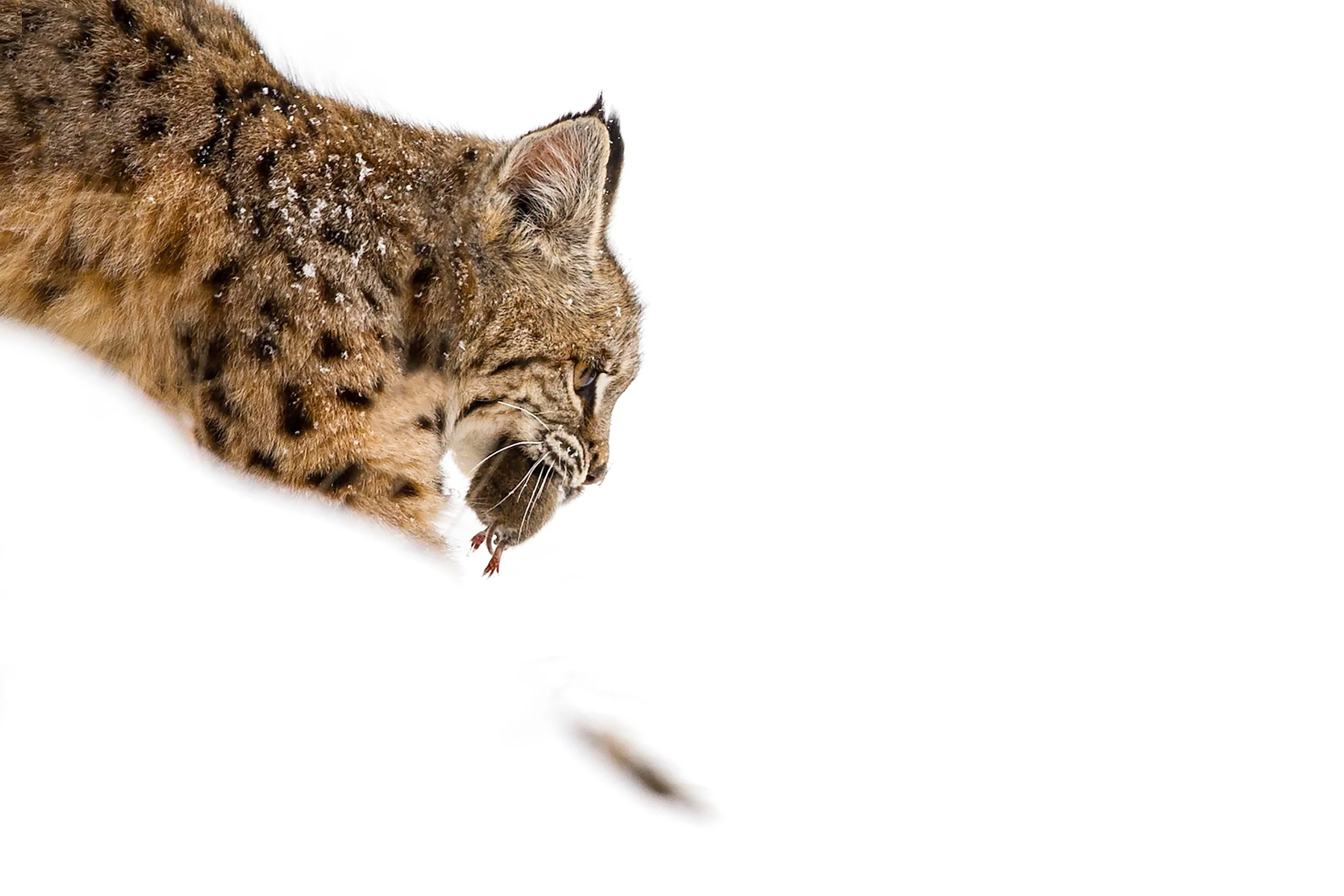 bobcat-prey-winter-.jpg