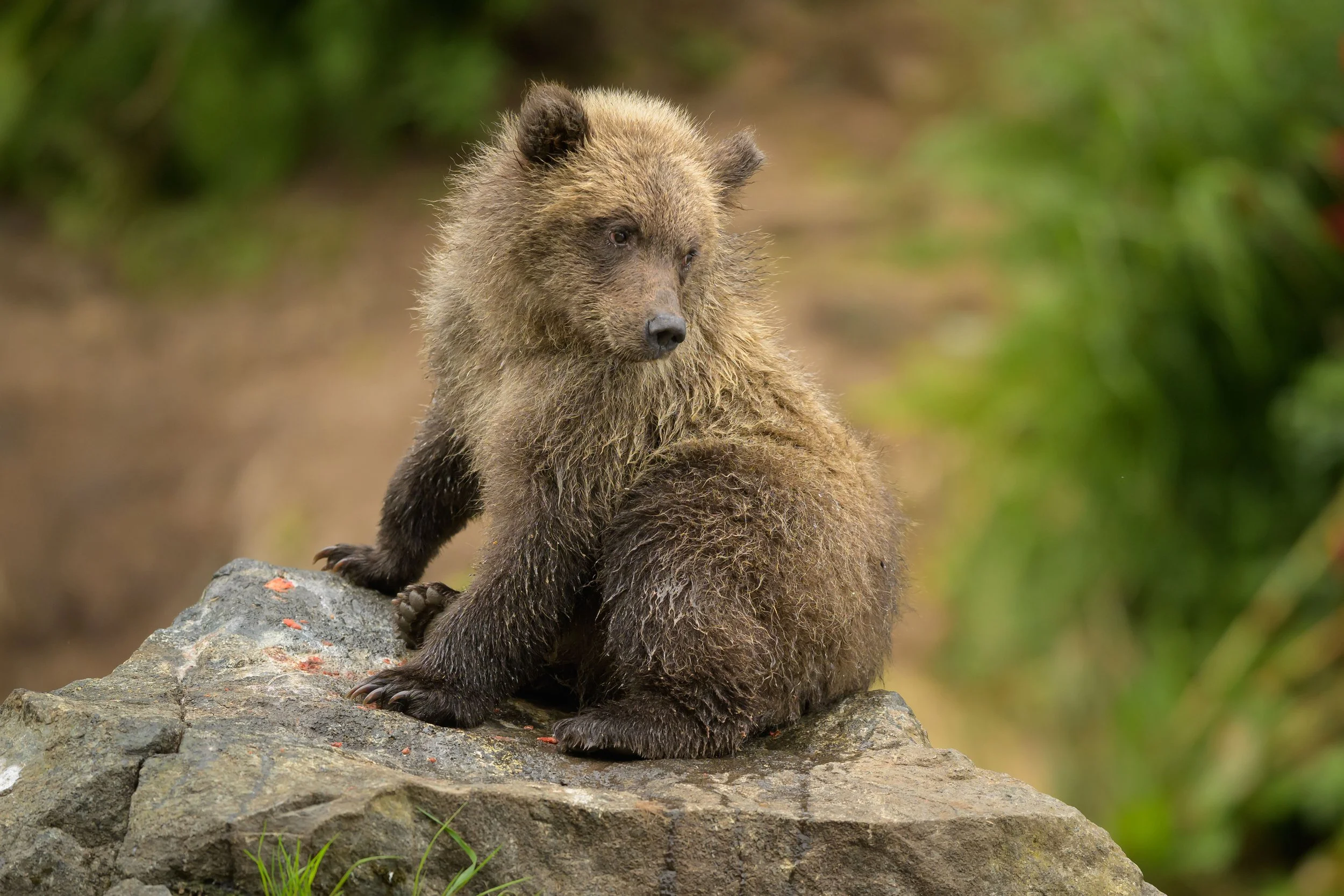 Epic Brown Bears Jared Lloyd Photography epic-brown-bears-jared-lloyd-photography
