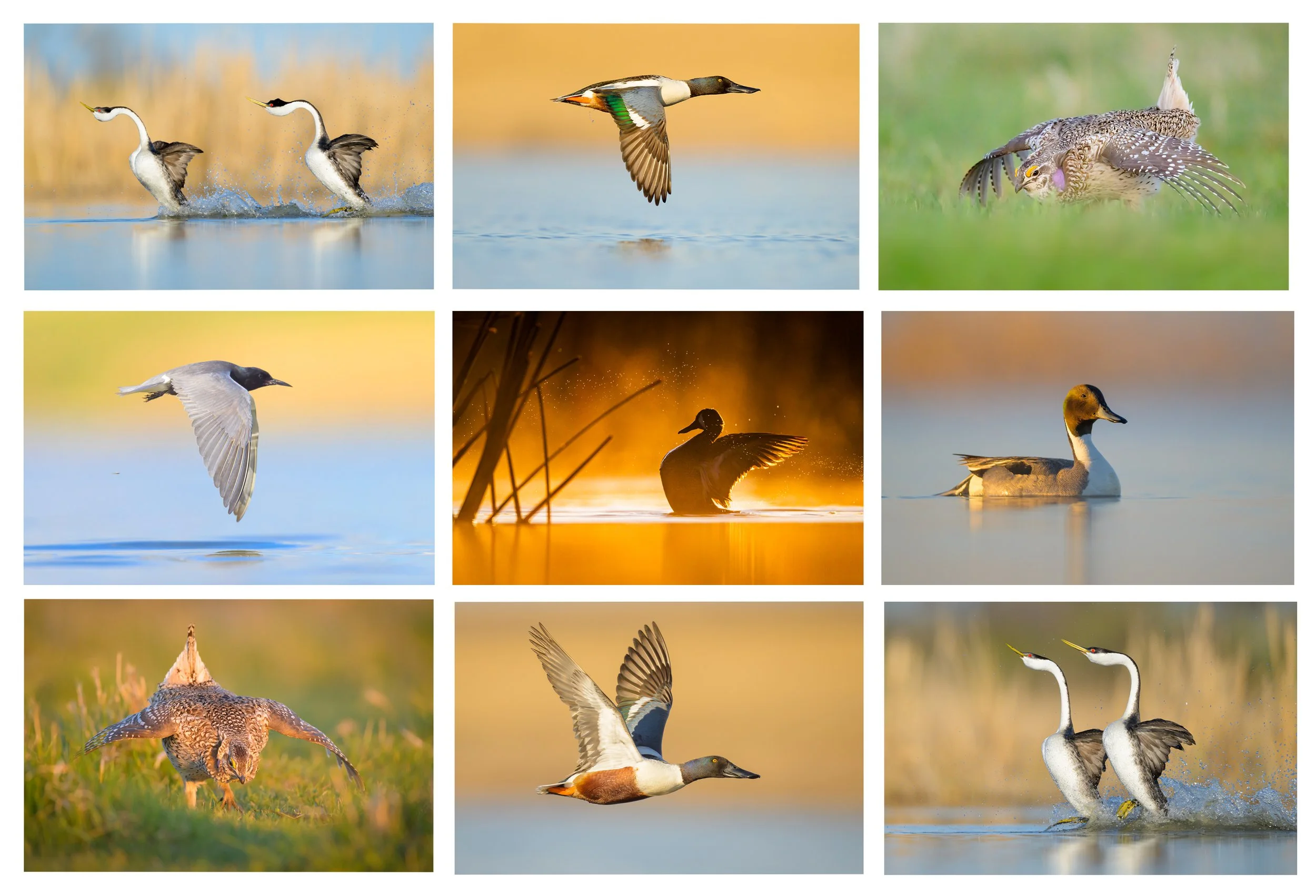 The best kept secret in bird photography