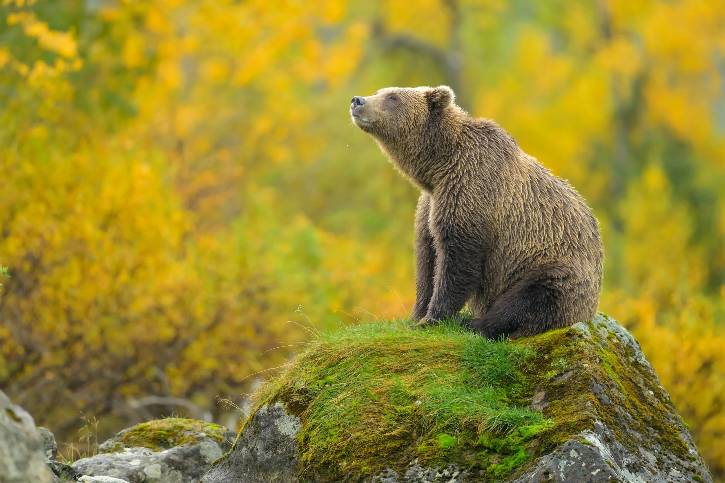 Brown-Bears---Alaska---Fall-7507.jpg