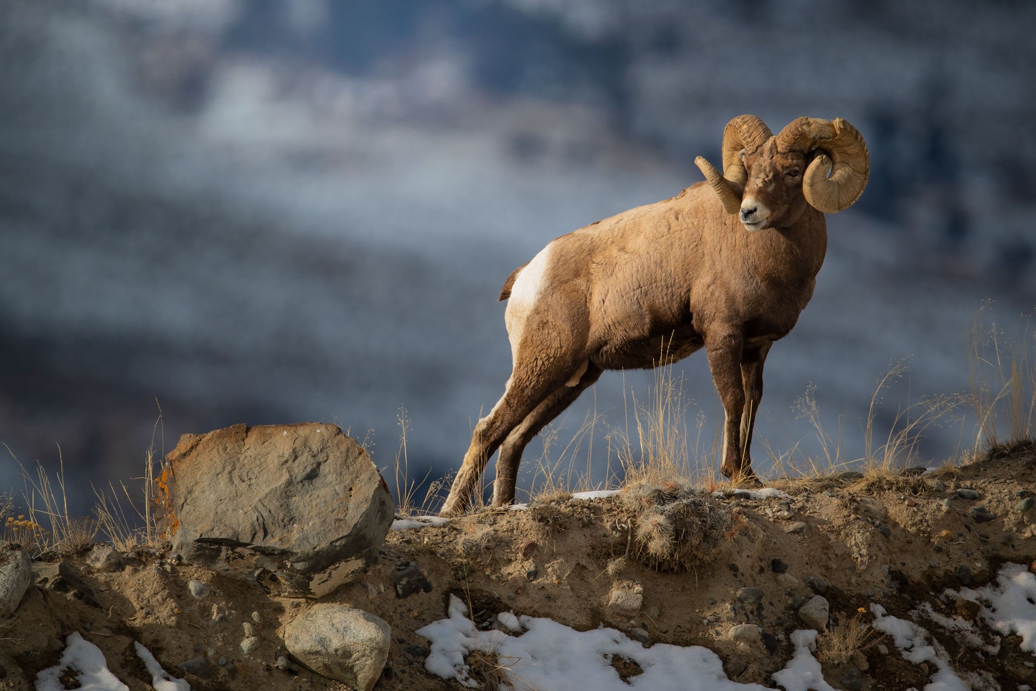 Chasing Pt 8 - Bighorn — Jared Photography