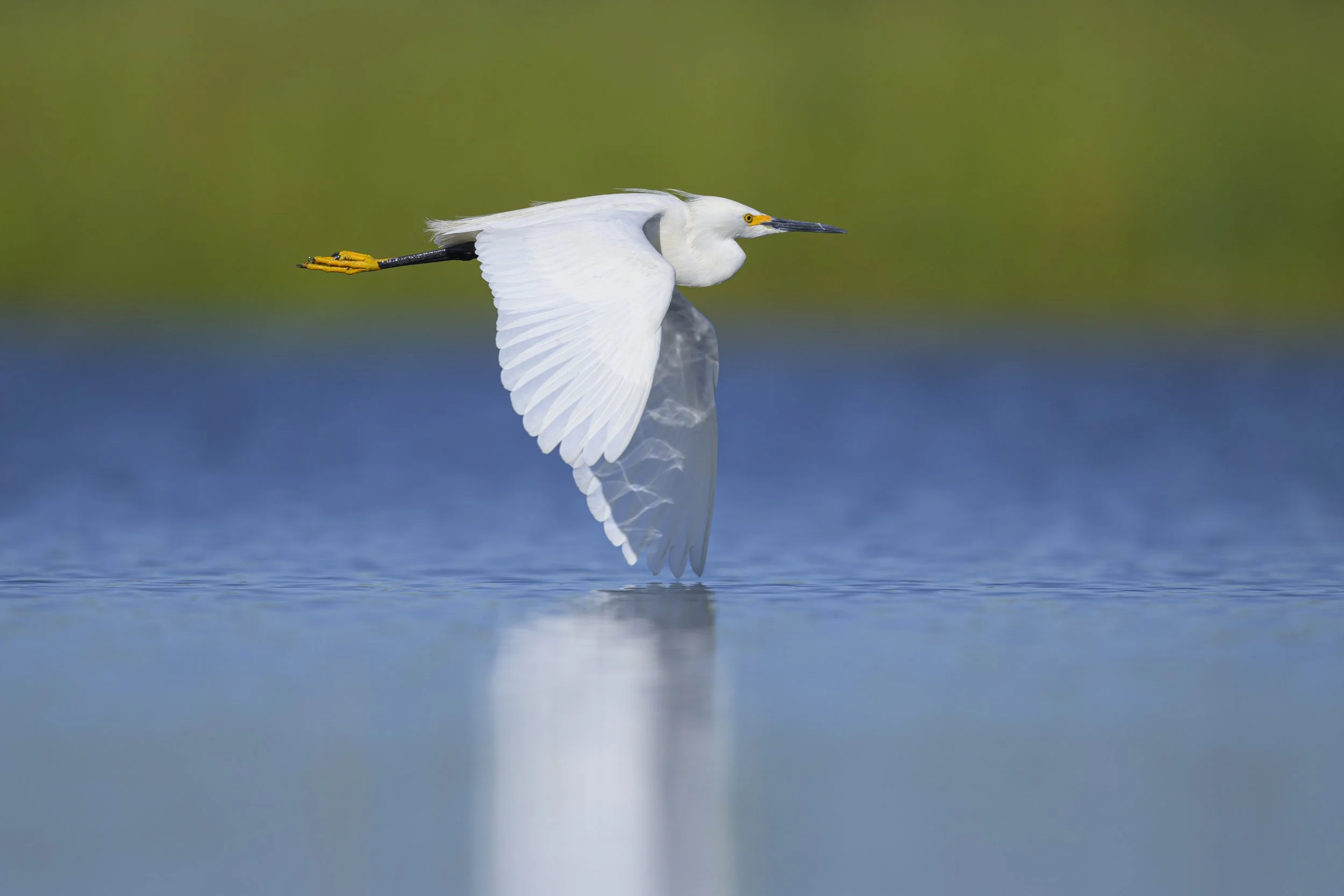 snowy egret flight-2310.jpg