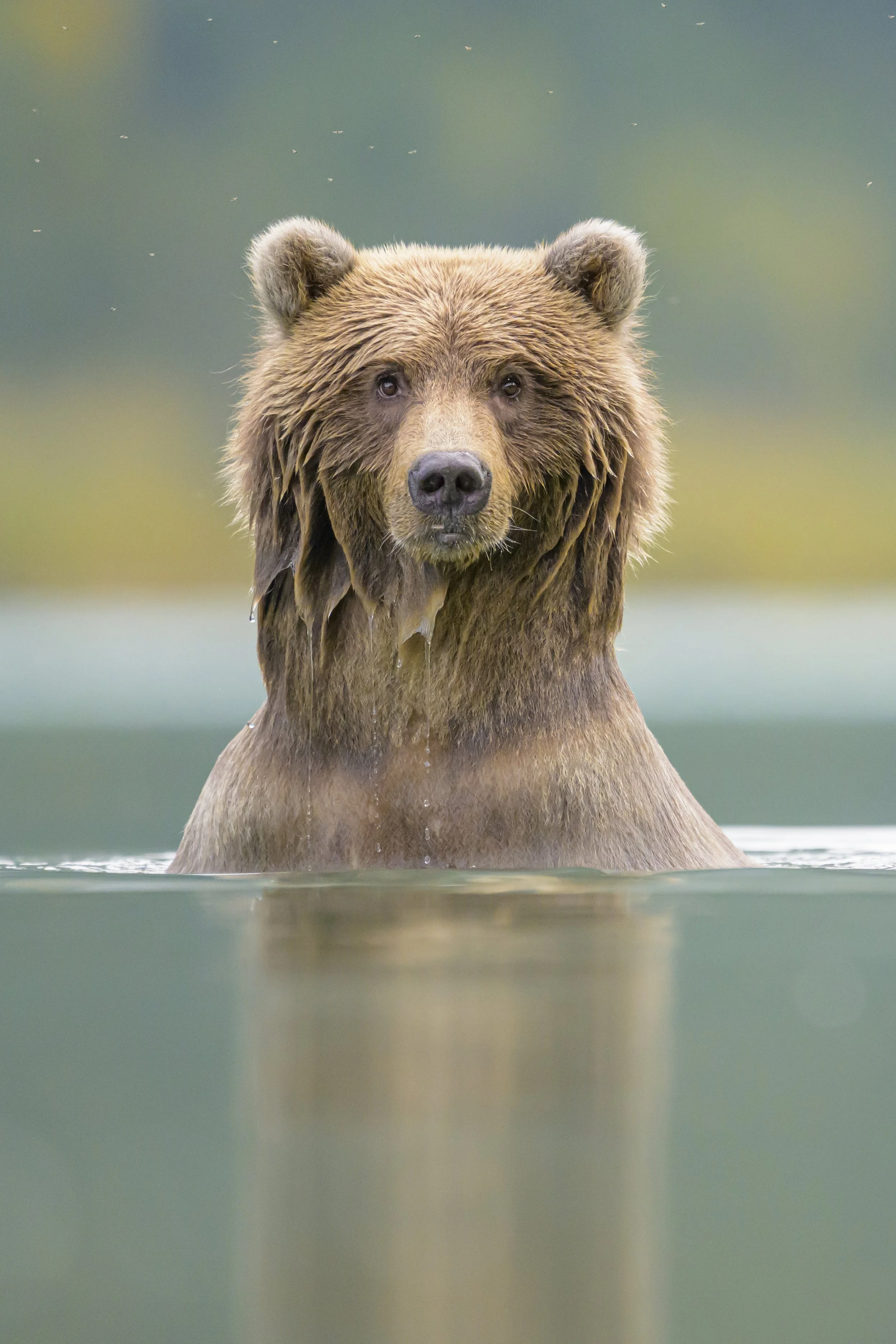 Brown Bears - Alaska - Fall-12.jpg