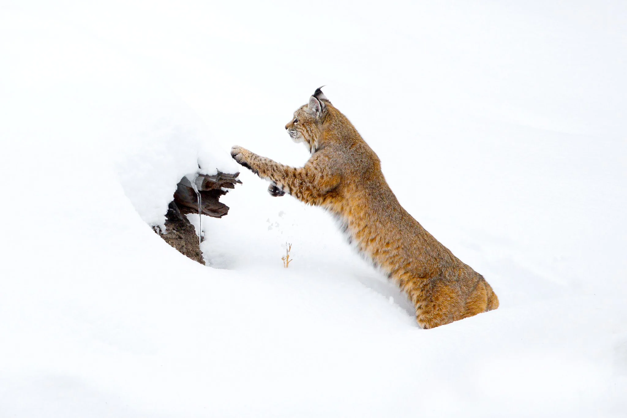 bobcat-winter-yellowstone-.jpg
