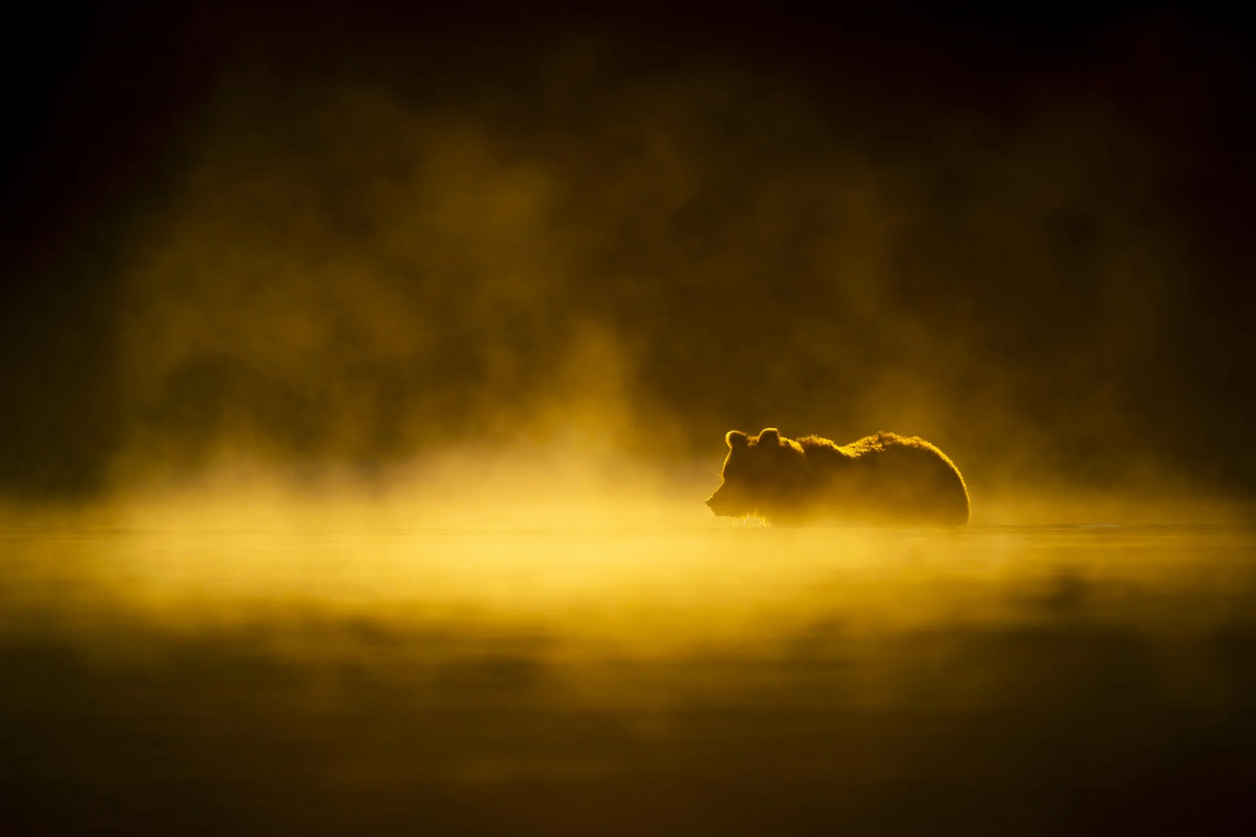 brown bear-alaska-silhouette-fog-sunrise-6.jpg