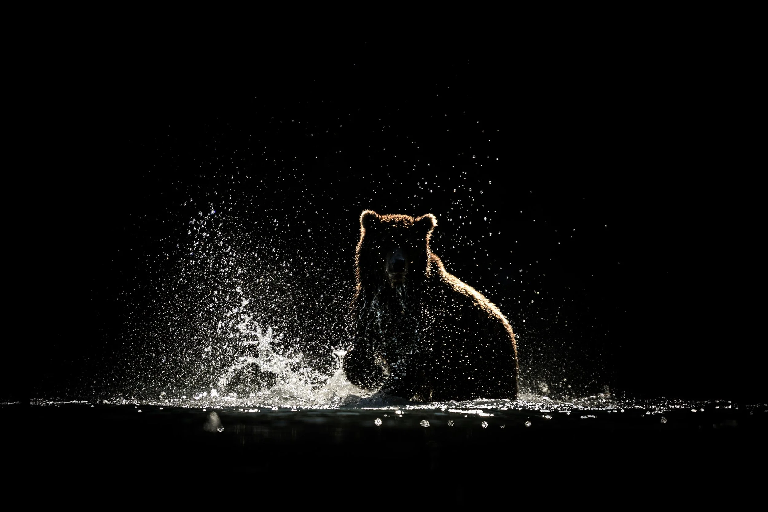 brown-bear-alaska-chiaroscuro-2.jpg
