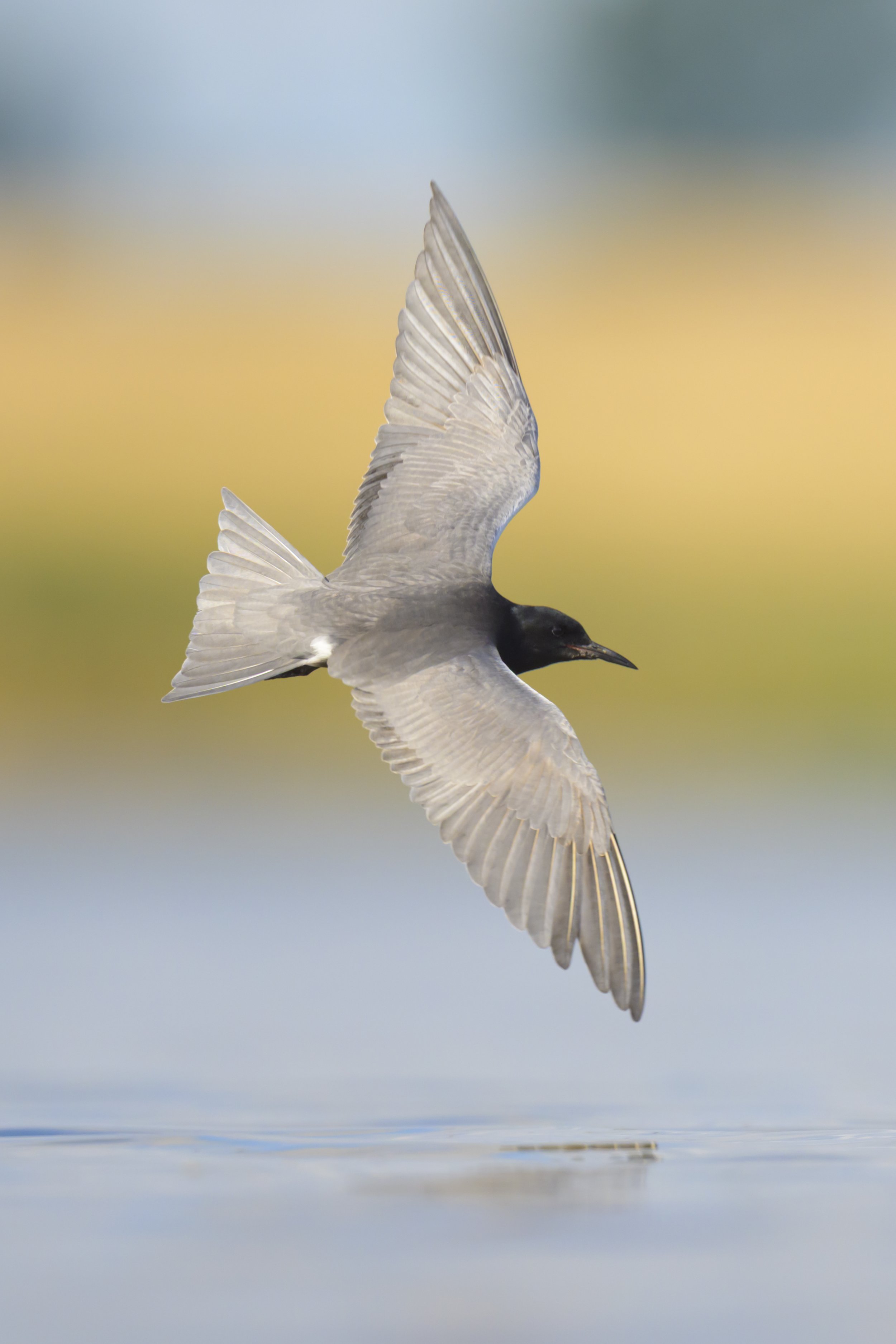 black tern - Prairie Potholes-0619.jpg