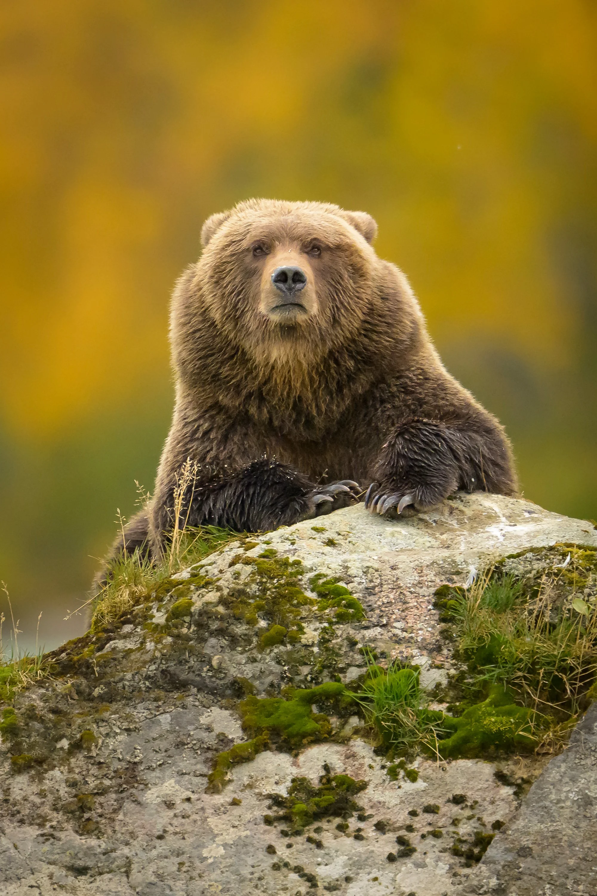 alaska-brown-bears-autumn-colors--2.jpg