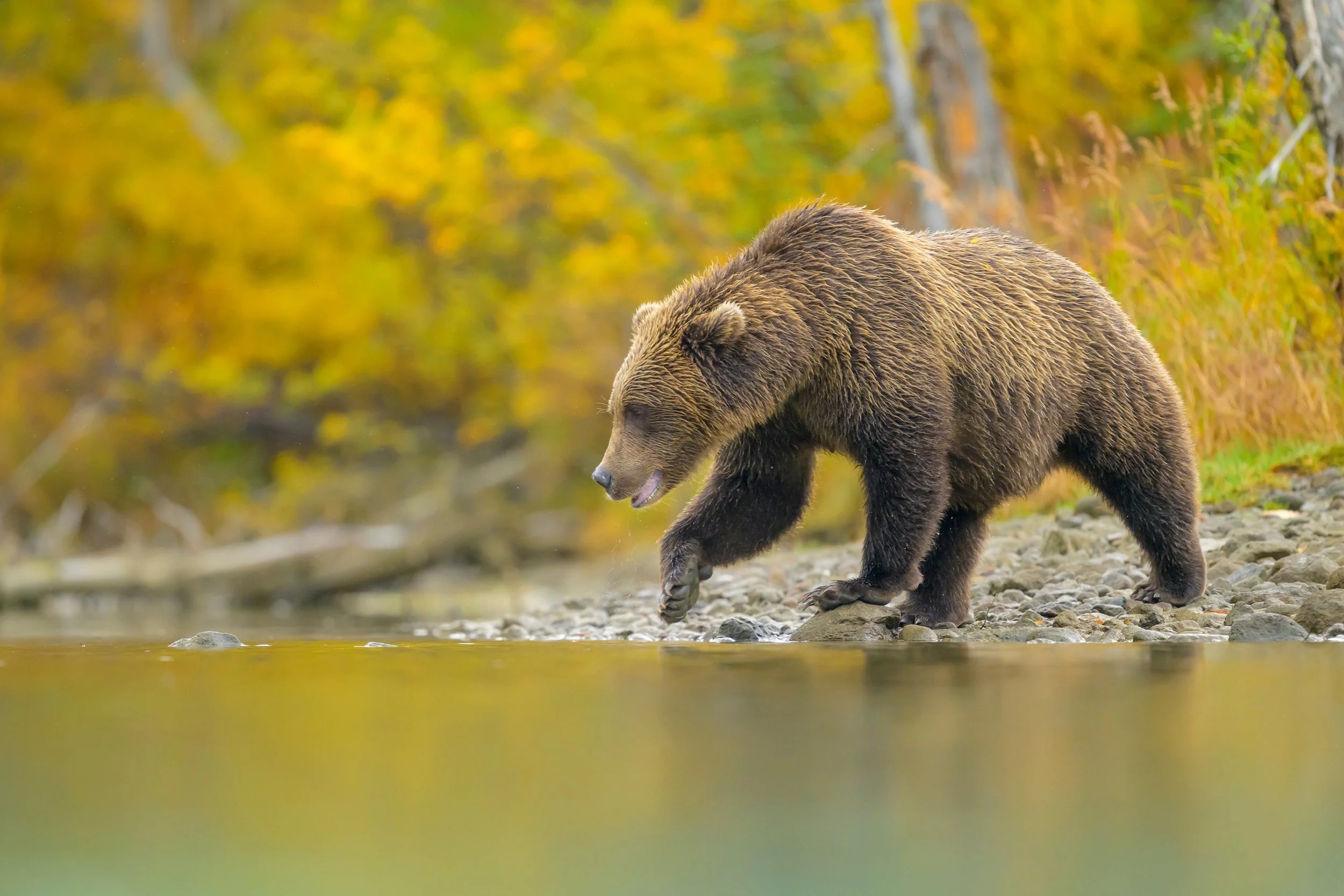 Brown-Bears---Alaska---Fall-5729.jpg
