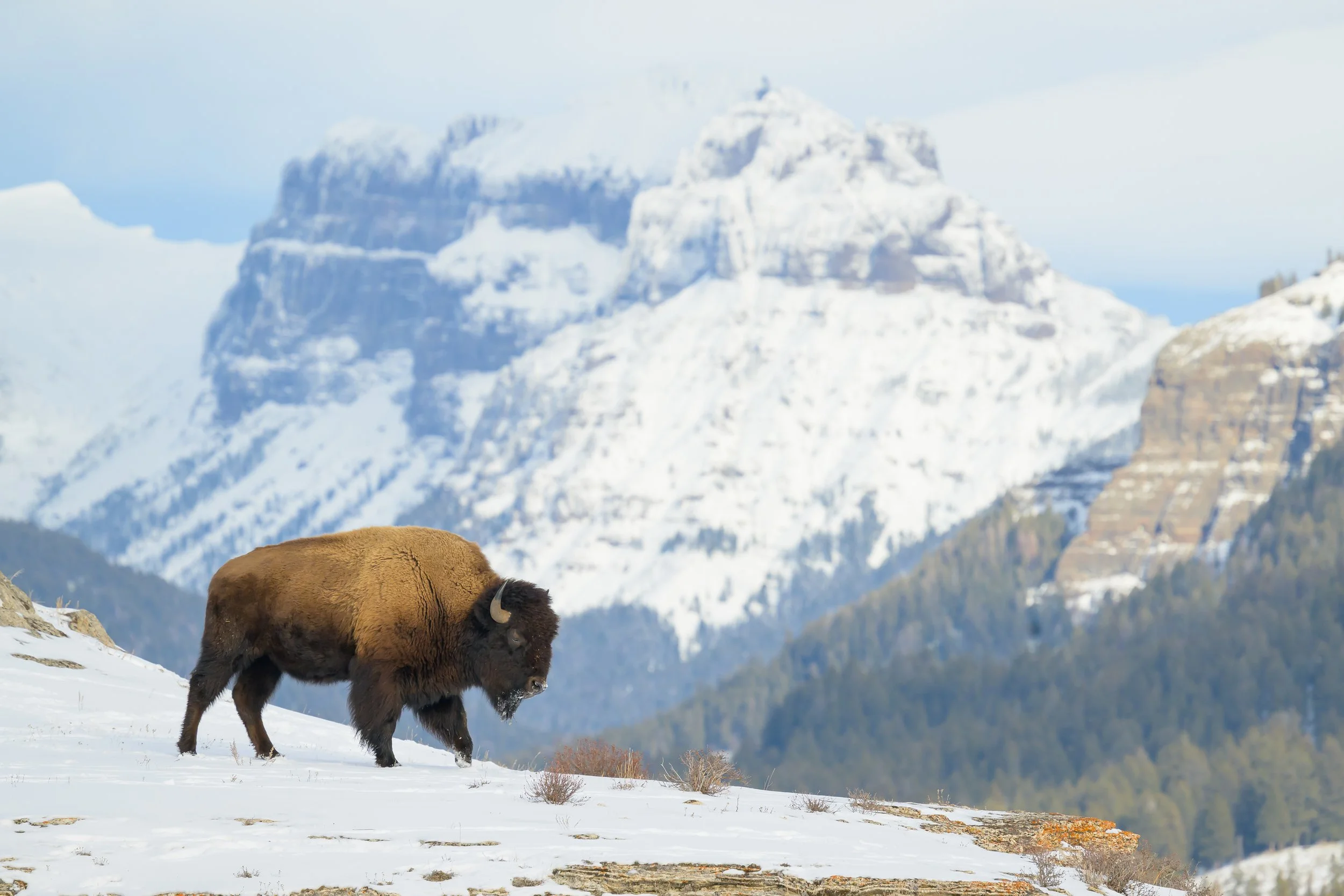 Bison-winter-yellowstone-absaroka mountains-1408.jpg